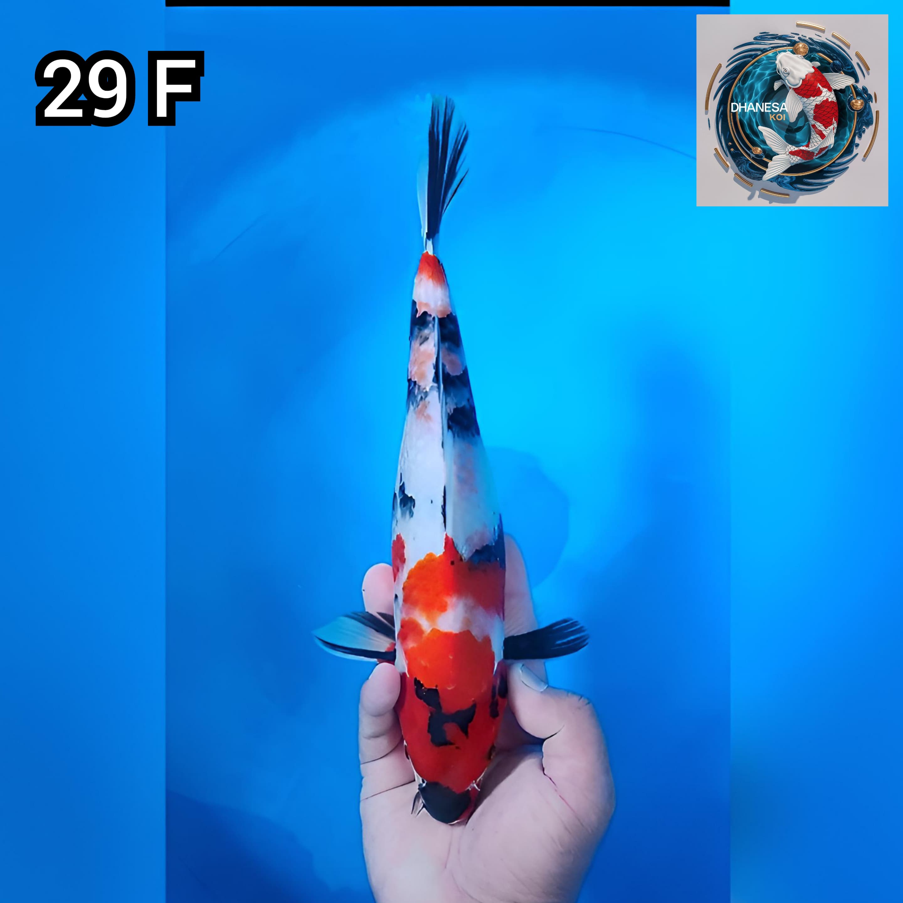 KINDAI SHOWA ORIGINAL 29cm