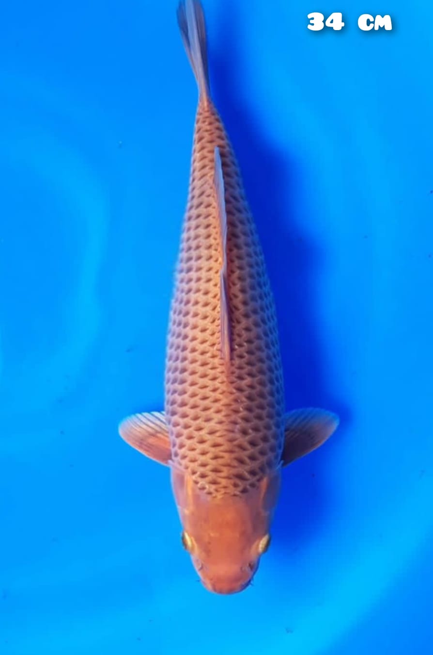 KARAMEL 34cm