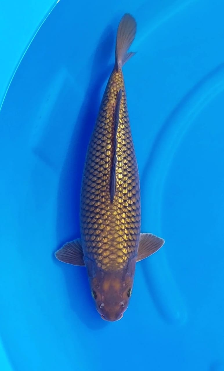 HQ CHAGOI GINRIN 50cm