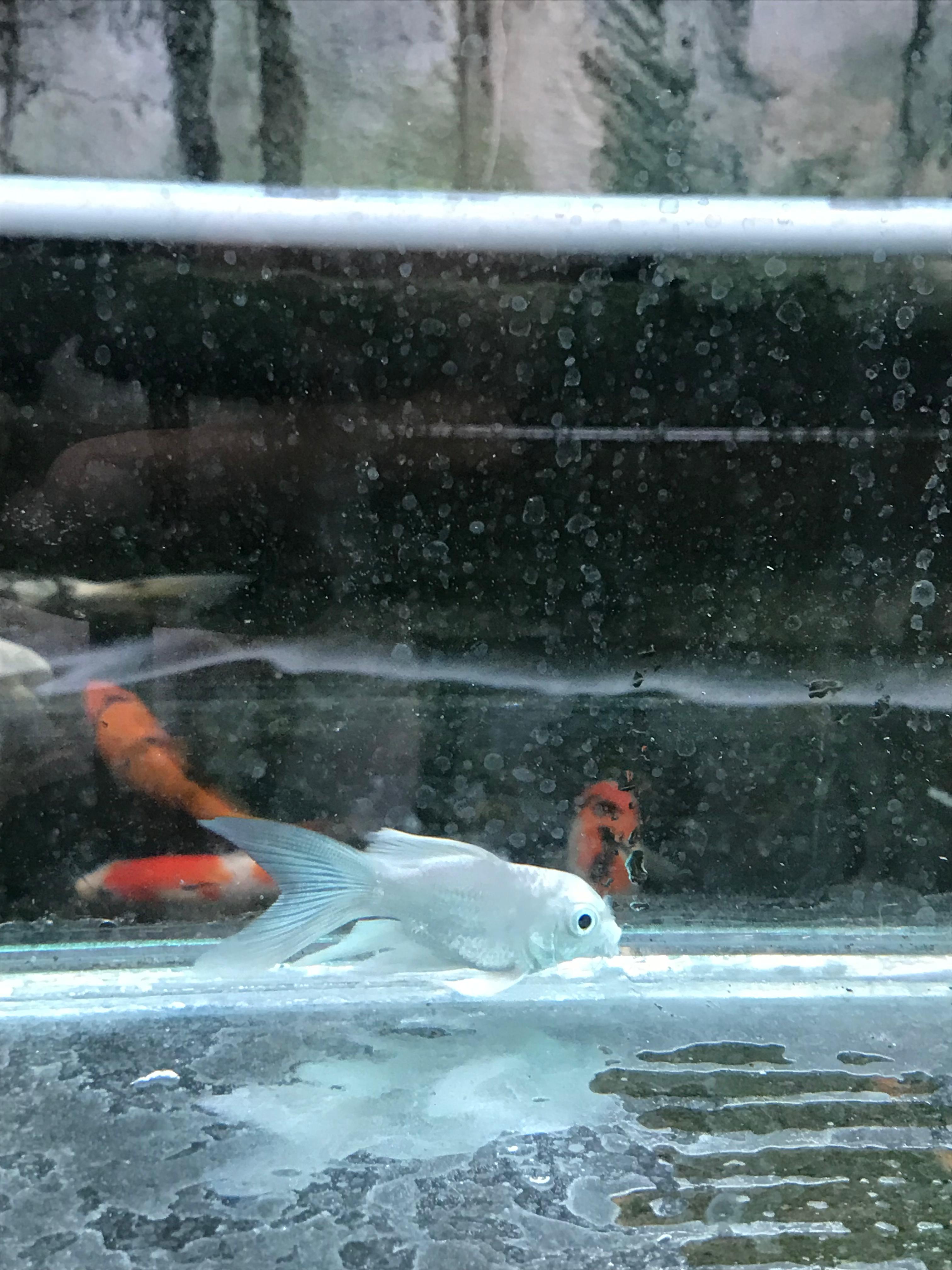 Ikan Koi BUTTERFLY HUDIELONG IMPORT PEMULIHAN SIRIP ROBEK 6cm, lelang koi BUTTERFLY HUDIELONG IMPORT PEMULIHAN SIRIP ROBEK 6cm, jual koi BUTTERFLY HUDIELONG IMPORT PEMULIHAN SIRIP ROBEK 6cm, beli koi BUTTERFLY HUDIELONG IMPORT PEMULIHAN SIRIP ROBEK 6cm, Lelang Koi Online, Jual Beli Ikan Koi, Pusat Jual Beli Koi, Info Lelang Koi Hari Ini, Platform Jual Beli Koi, Jual Beli Ikan Koi Online, Marketplace Ikan Koi, Jual Koi Terbaik, Tempat Beli Koi Berkualitas, Pasar Ikan Koi Online Terpercaya, Penjual Ikan Koi Terpercaya, Beli Koi Hias Online, Ikan Koi untuk Dijual, Koi Kualitas Terbaik, Toko Online Ikan Koi, Koi Hias Untuk Dijual, Jual Beli Ikan Koi Lokal, Koi Indonesia Online, Pusat Jual Beli Koi Terbesar