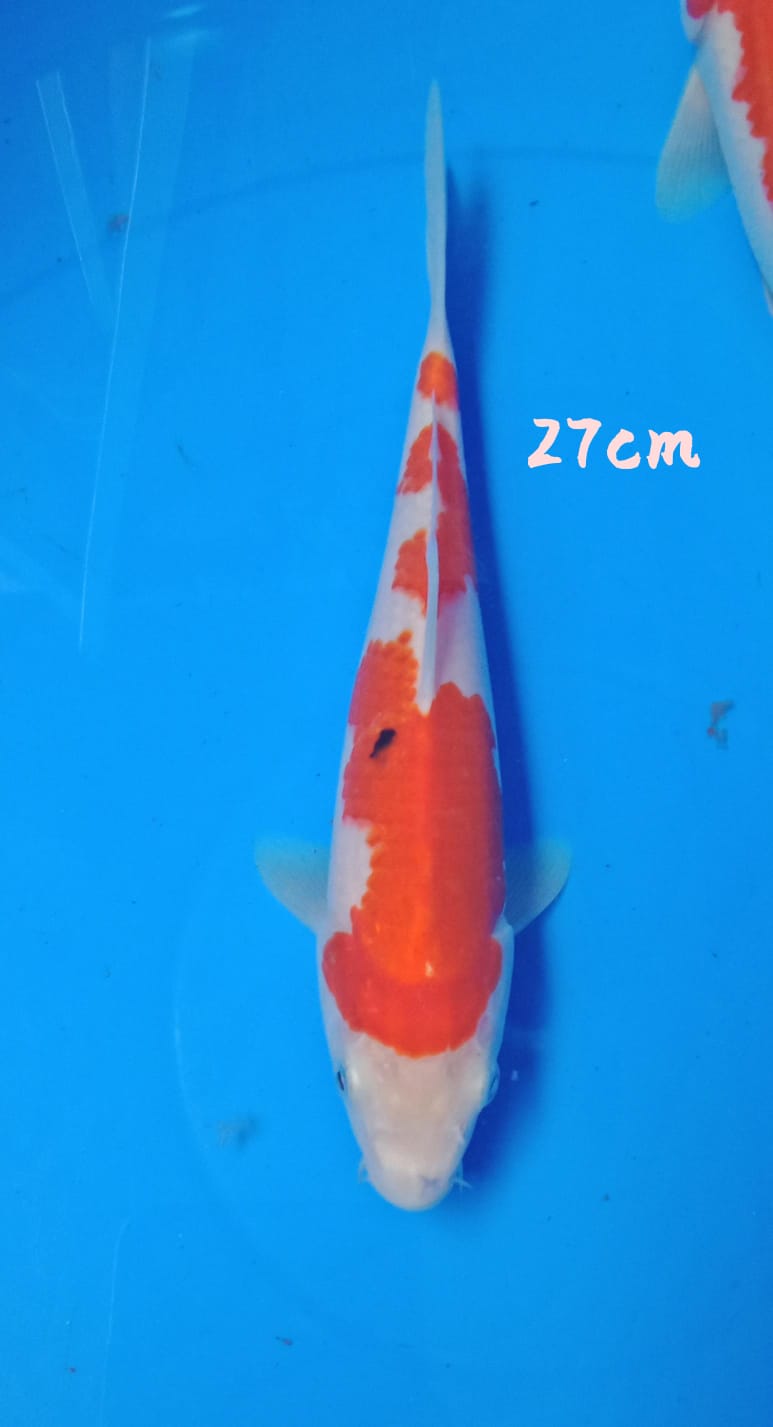 SANKE TATEGOI 27cm