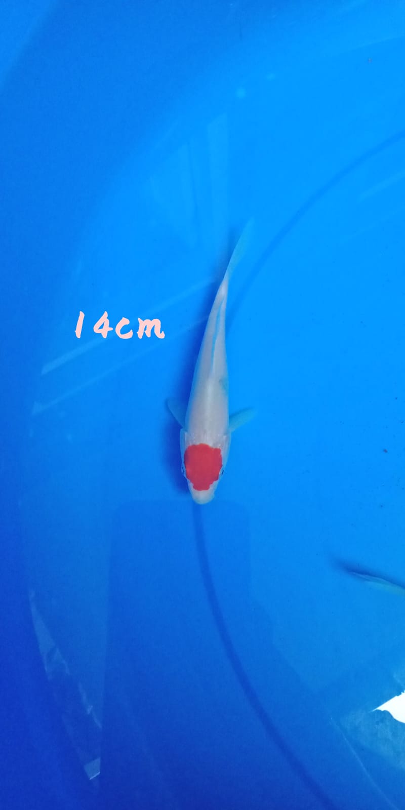 TANCHO SANAKE TATEGOI 14cm