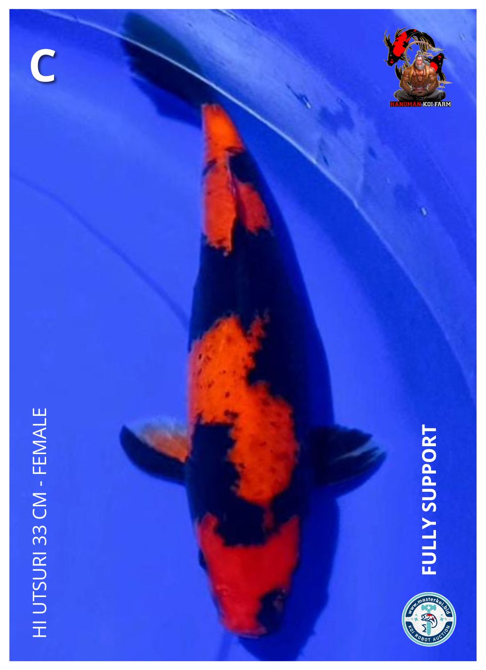 HI UTSURI 33cm