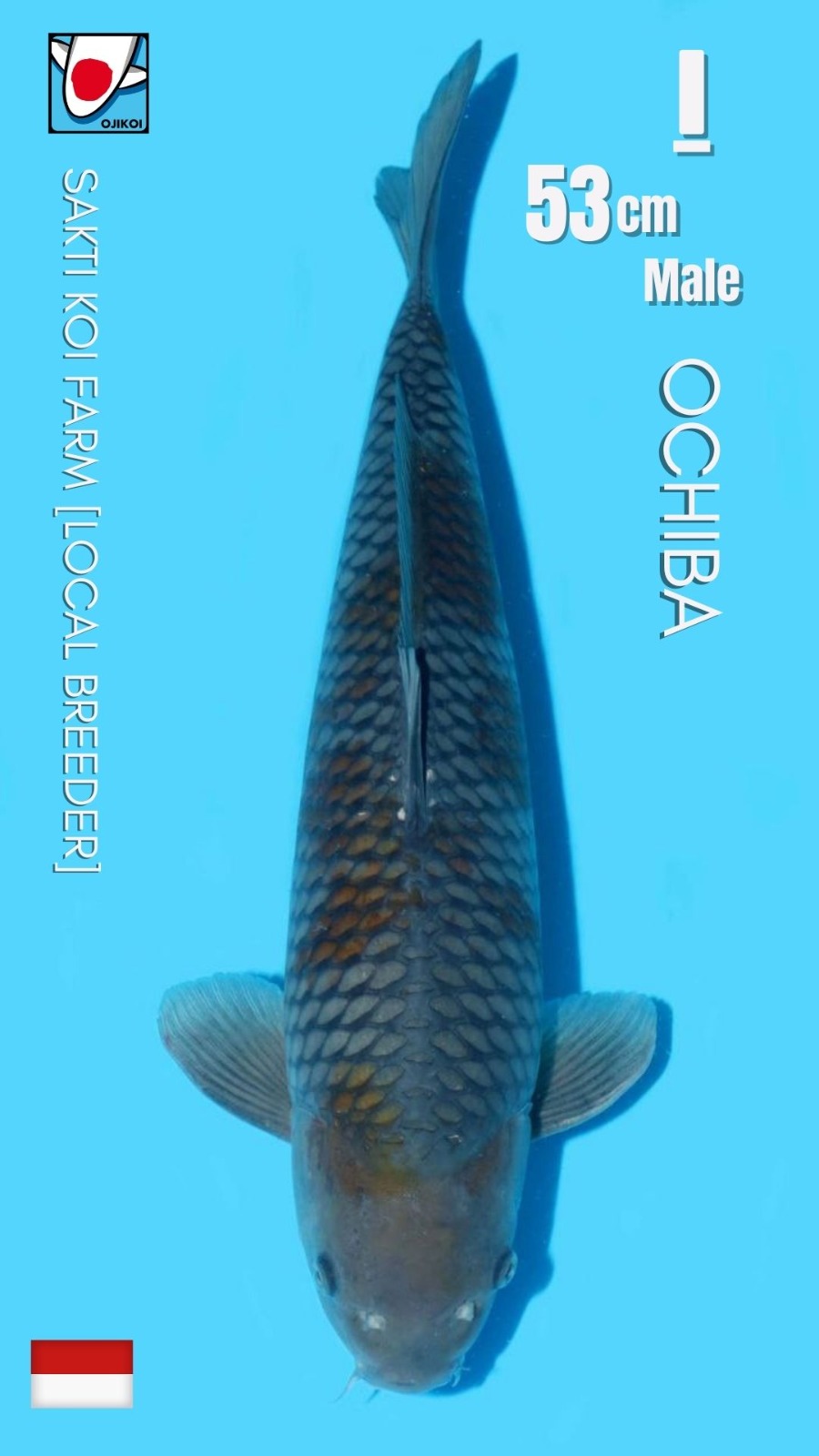 OCHIBA SAKTI KOI FARM LOCAL BREEDER 53cm