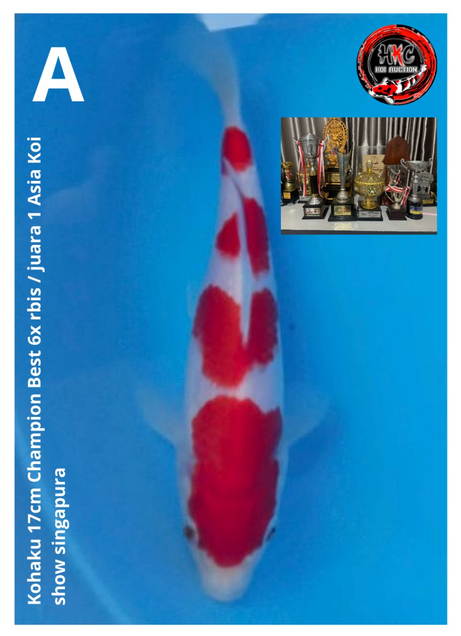 KOHAKU 17cm INCLUDE PIALA CHAMPION BEST 6X RBIS