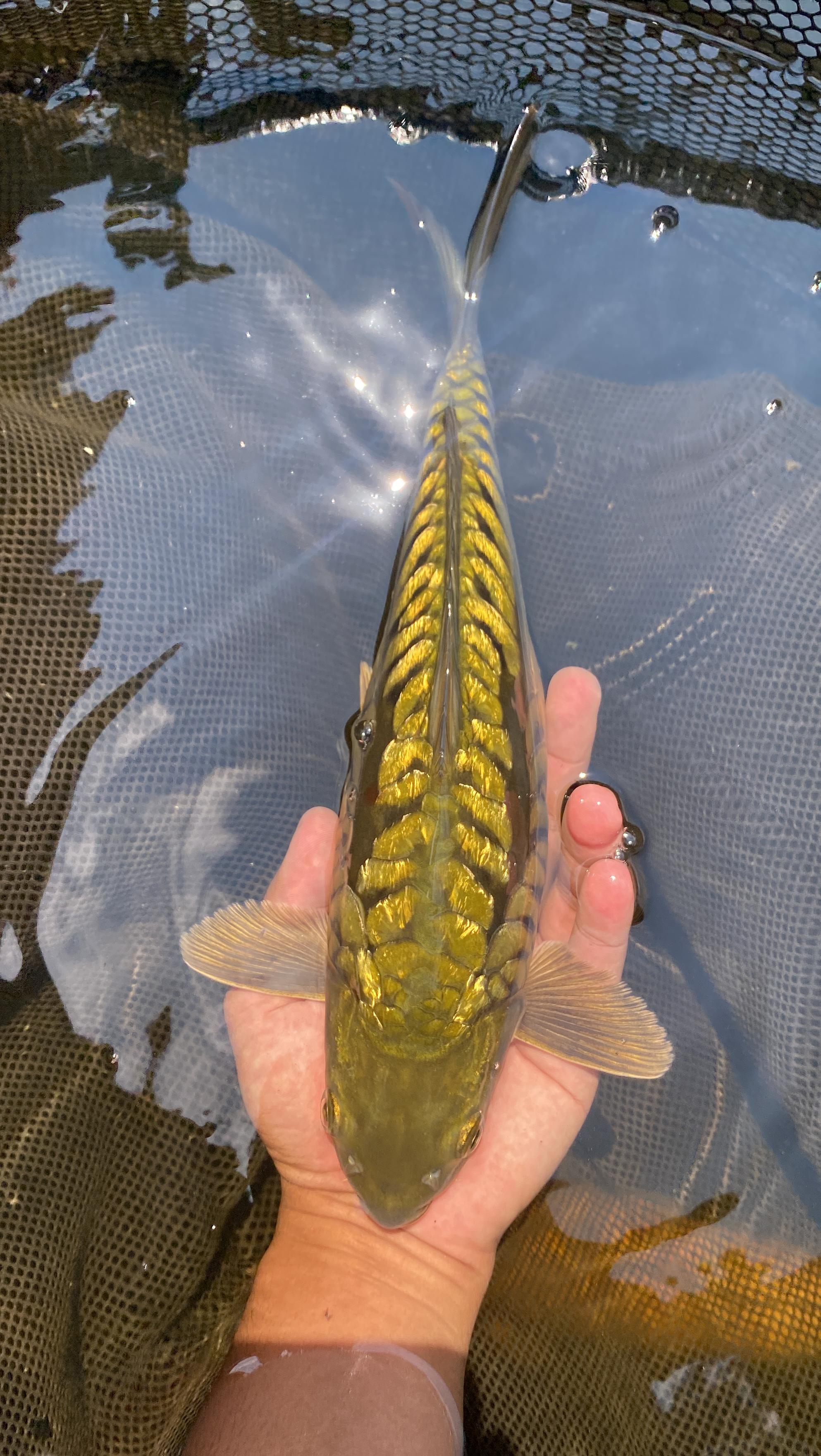 Ikan Koi MIDORI ARAGOKE GINRIN 30cm, lelang koi MIDORI ARAGOKE GINRIN 30cm, jual koi MIDORI ARAGOKE GINRIN 30cm, beli koi MIDORI ARAGOKE GINRIN 30cm, Lelang Koi Online, Jual Beli Ikan Koi, Pusat Jual Beli Koi, Info Lelang Koi Hari Ini, Platform Jual Beli Koi, Jual Beli Ikan Koi Online, Marketplace Ikan Koi, Jual Koi Terbaik, Tempat Beli Koi Berkualitas, Pasar Ikan Koi Online Terpercaya, Penjual Ikan Koi Terpercaya, Beli Koi Hias Online, Ikan Koi untuk Dijual, Koi Kualitas Terbaik, Toko Online Ikan Koi, Koi Hias Untuk Dijual, Jual Beli Ikan Koi Lokal, Koi Indonesia Online, Pusat Jual Beli Koi Terbesar