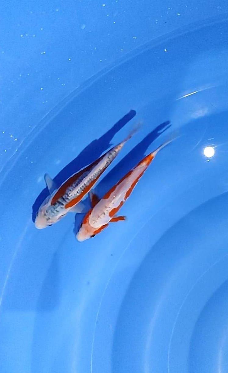 Lelang Koi Online, Jual Beli Ikan Koi, Pusat Jual Beli Koi, Info Lelang Koi Hari Ini, Platform Jual Beli Koi, Jual Beli Ikan Koi Online, Marketplace Ikan Koi, Jual Koi Terbaik, Tempat Beli Koi Berkualitas, Pasar Ikan Koi Online Terpercaya, Penjual Ikan Koi Terpercaya, Beli Koi Hias Online, Ikan Koi untuk Dijual, Koi Kualitas Terbaik, Toko Online Ikan Koi, Koi Hias Untuk Dijual, Jual Beli Ikan Koi Lokal, Koi Indonesia Online, Pusat Jual Beli Koi Terbesar