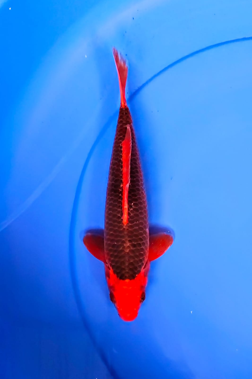 AKAMATSUBA SQ 24cm