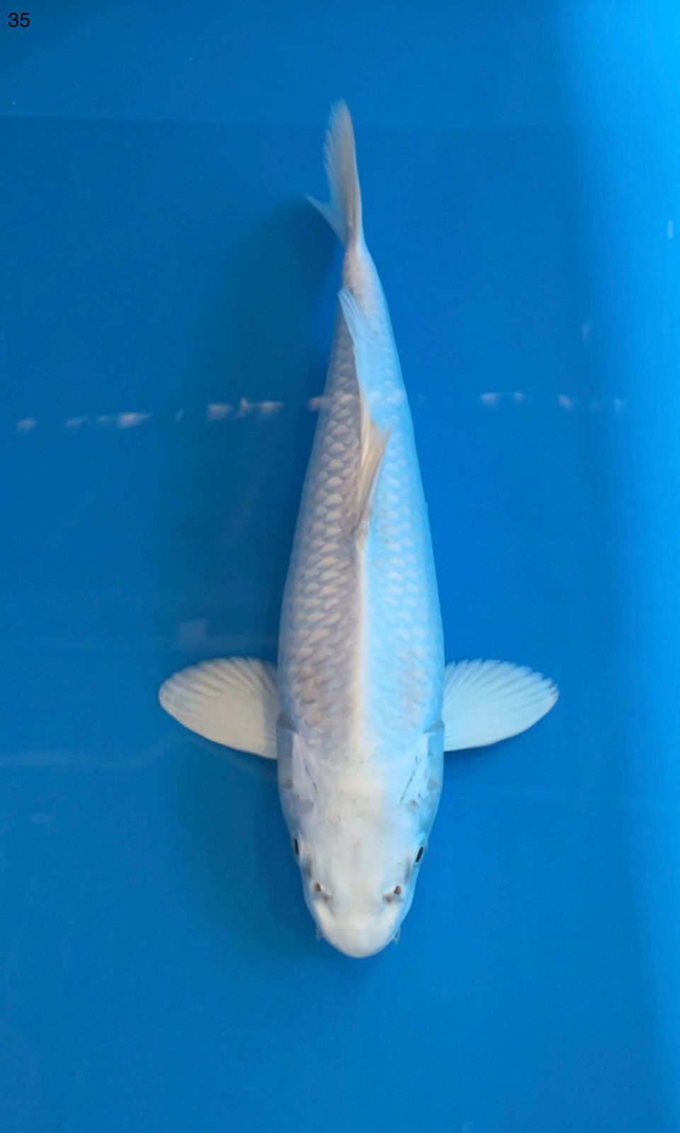 PLATINUM 35cm
