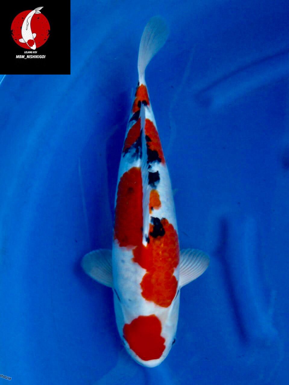 SEPECIAL SUPER SANKE MARUTEN F1 SAKAI MALE 45cm