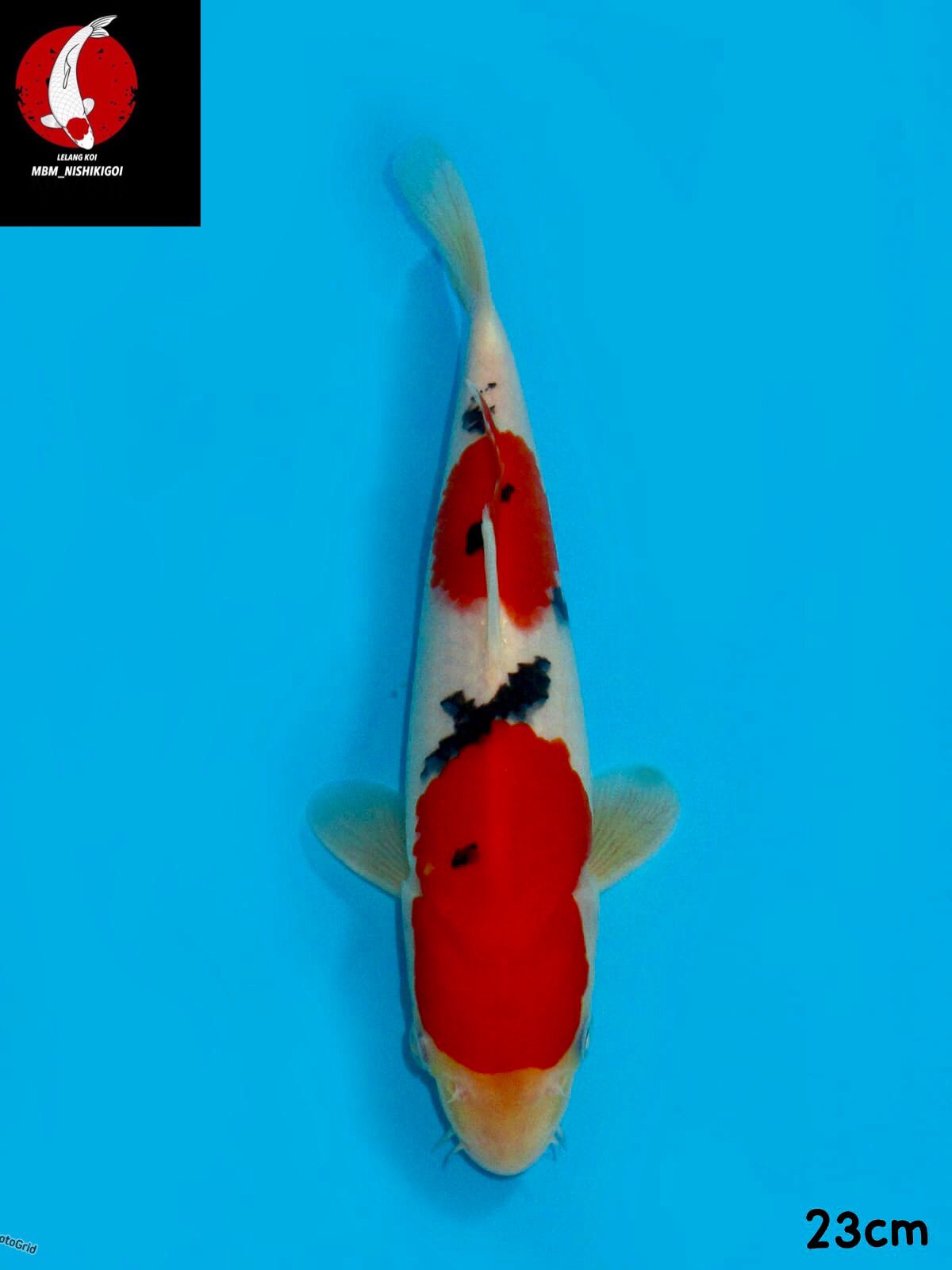SEPECIAL SANKE HALUS F1 SAKAI MALE 23cm