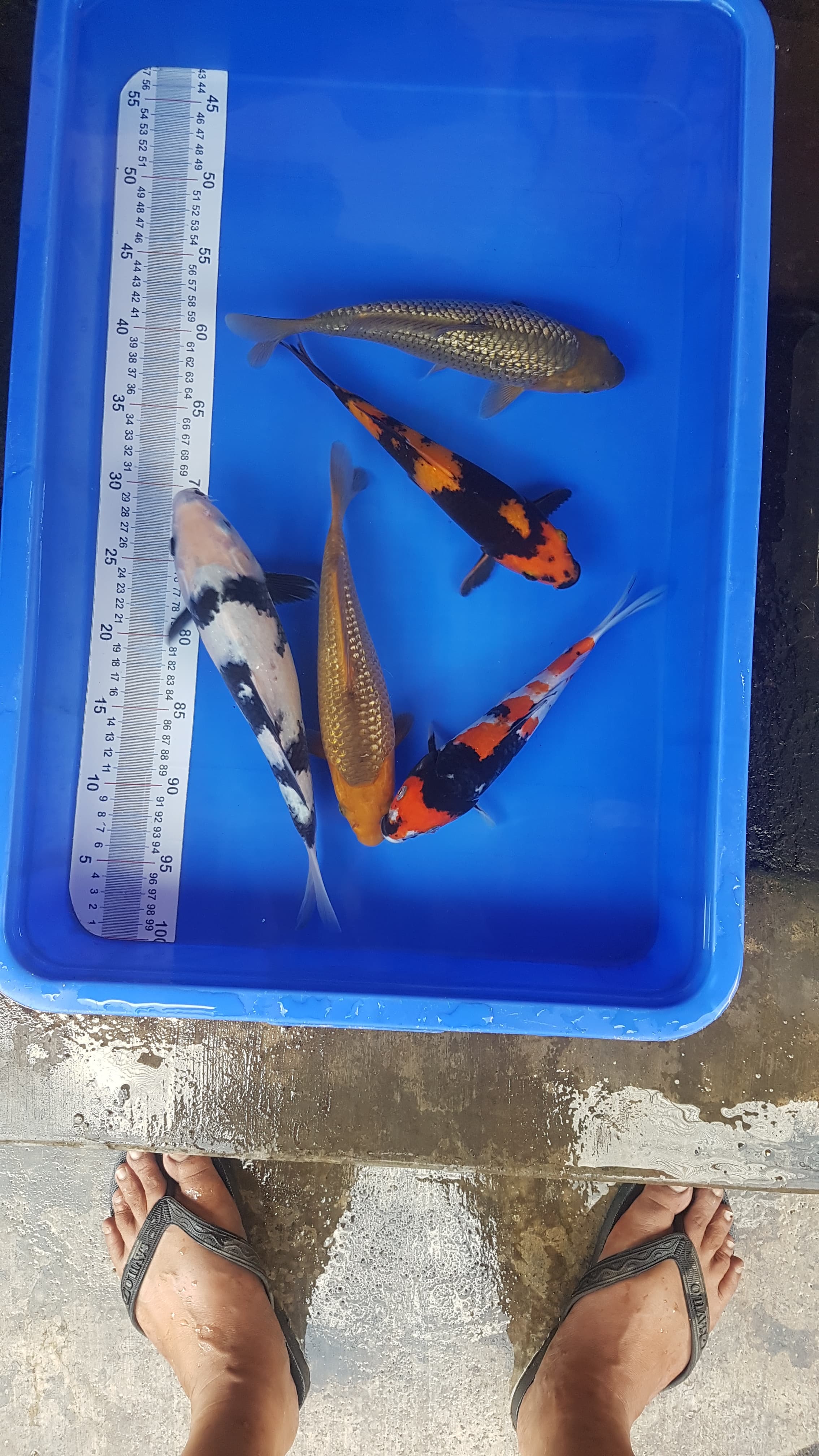PAKET MIX 5EKOR 2530cm