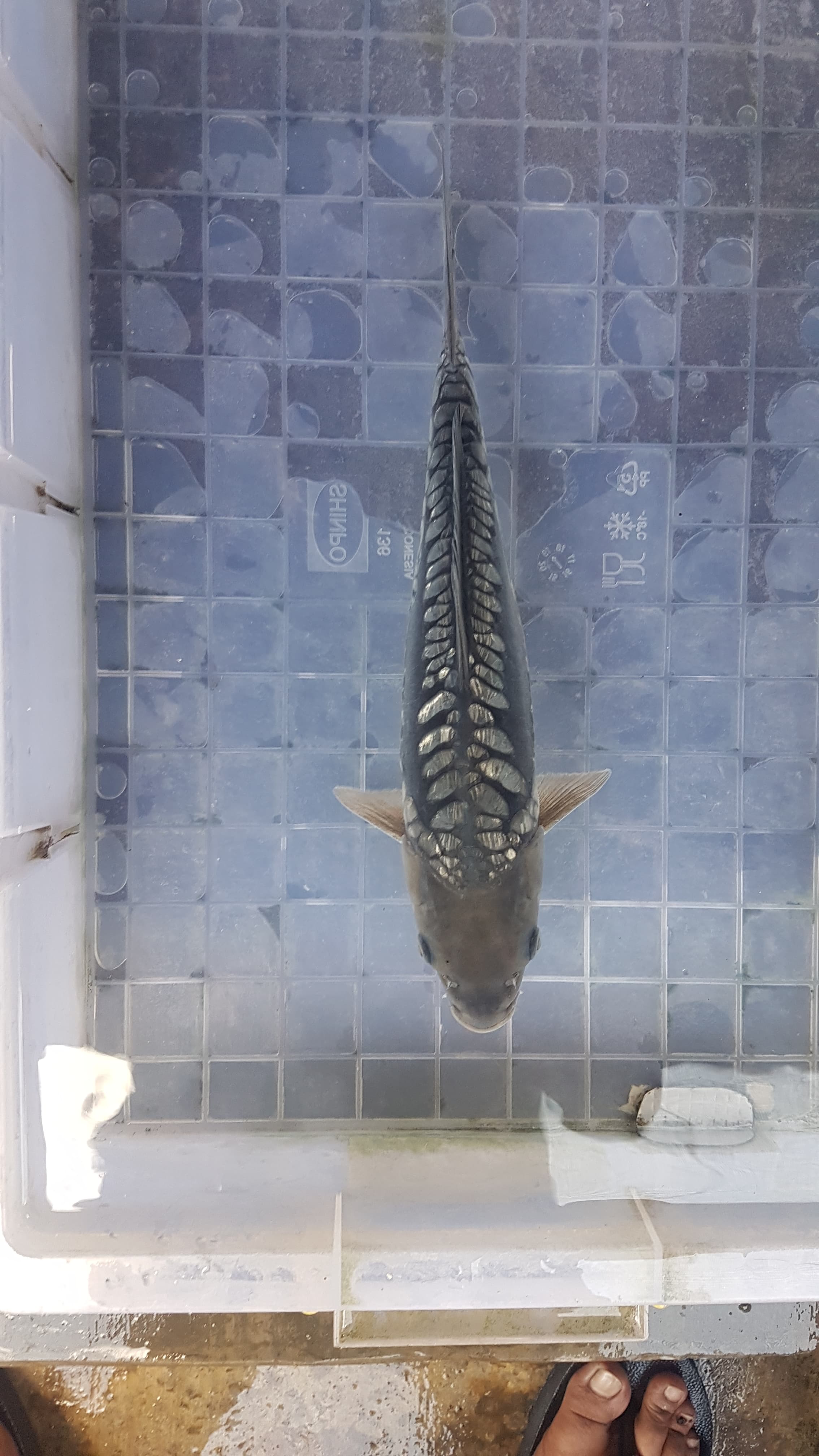 SURAGOI ARAGOKE FUULL GINRIN RAPI 33cm