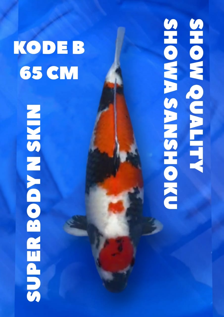 SHOWA SANSHOKU SUPER BDY SHOW QUALITY 65cm