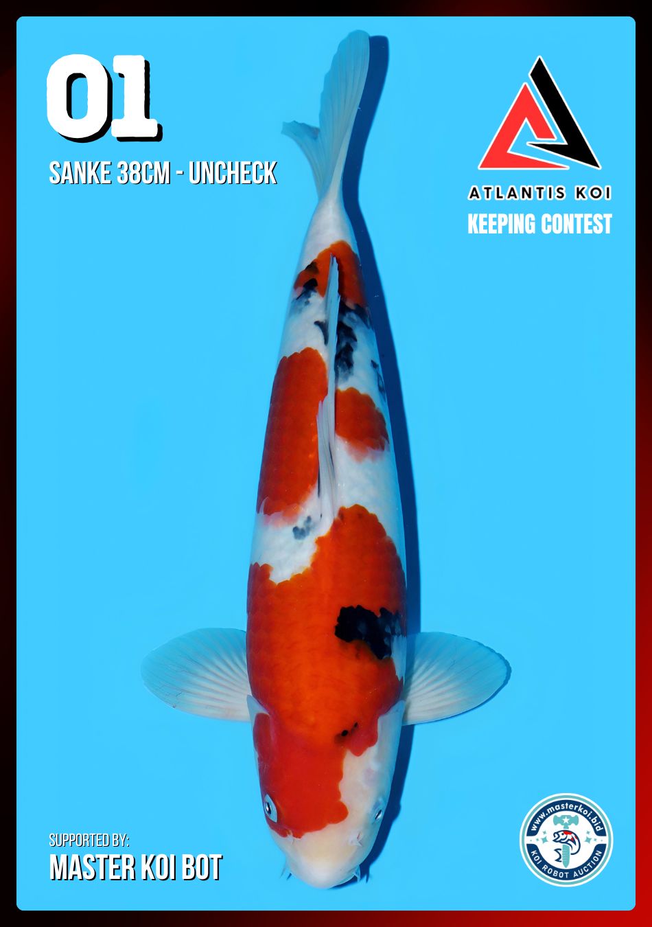 Lelang Koi Online, Jual Beli Ikan Koi, Pusat Jual Beli Koi, Info Lelang Koi Hari Ini, Platform Jual Beli Koi, Jual Beli Ikan Koi Online, Marketplace Ikan Koi, Jual Koi Terbaik, Tempat Beli Koi Berkualitas, Pasar Ikan Koi Online Terpercaya, Penjual Ikan Koi Terpercaya, Beli Koi Hias Online, Ikan Koi untuk Dijual, Koi Kualitas Terbaik, Toko Online Ikan Koi, Koi Hias Untuk Dijual, Jual Beli Ikan Koi Lokal, Koi Indonesia Online, Pusat Jual Beli Koi Terbesar