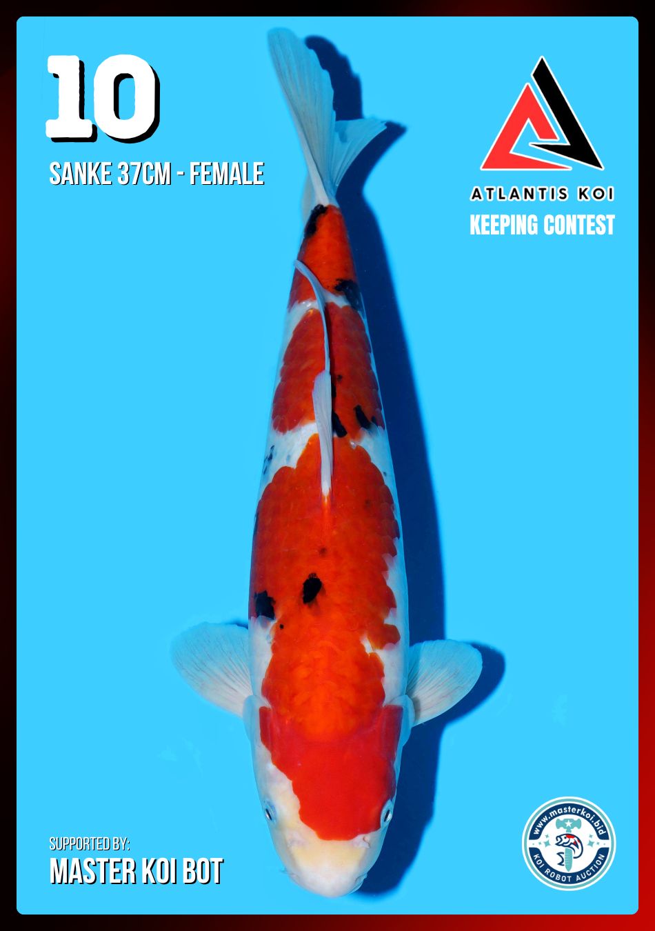 Lelang Koi Online, Jual Beli Ikan Koi, Pusat Jual Beli Koi, Info Lelang Koi Hari Ini, Platform Jual Beli Koi, Jual Beli Ikan Koi Online, Marketplace Ikan Koi, Jual Koi Terbaik, Tempat Beli Koi Berkualitas, Pasar Ikan Koi Online Terpercaya, Penjual Ikan Koi Terpercaya, Beli Koi Hias Online, Ikan Koi untuk Dijual, Koi Kualitas Terbaik, Toko Online Ikan Koi, Koi Hias Untuk Dijual, Jual Beli Ikan Koi Lokal, Koi Indonesia Online, Pusat Jual Beli Koi Terbesar