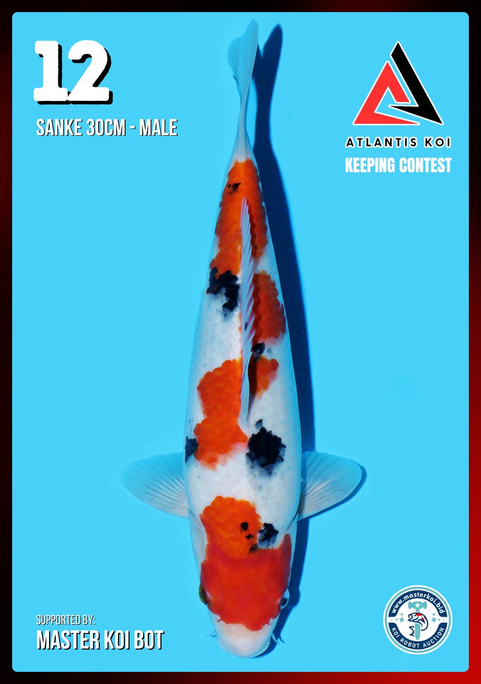 Lelang Koi Online, Jual Beli Ikan Koi, Pusat Jual Beli Koi, Info Lelang Koi Hari Ini, Platform Jual Beli Koi, Jual Beli Ikan Koi Online, Marketplace Ikan Koi, Jual Koi Terbaik, Tempat Beli Koi Berkualitas, Pasar Ikan Koi Online Terpercaya, Penjual Ikan Koi Terpercaya, Beli Koi Hias Online, Ikan Koi untuk Dijual, Koi Kualitas Terbaik, Toko Online Ikan Koi, Koi Hias Untuk Dijual, Jual Beli Ikan Koi Lokal, Koi Indonesia Online, Pusat Jual Beli Koi Terbesar