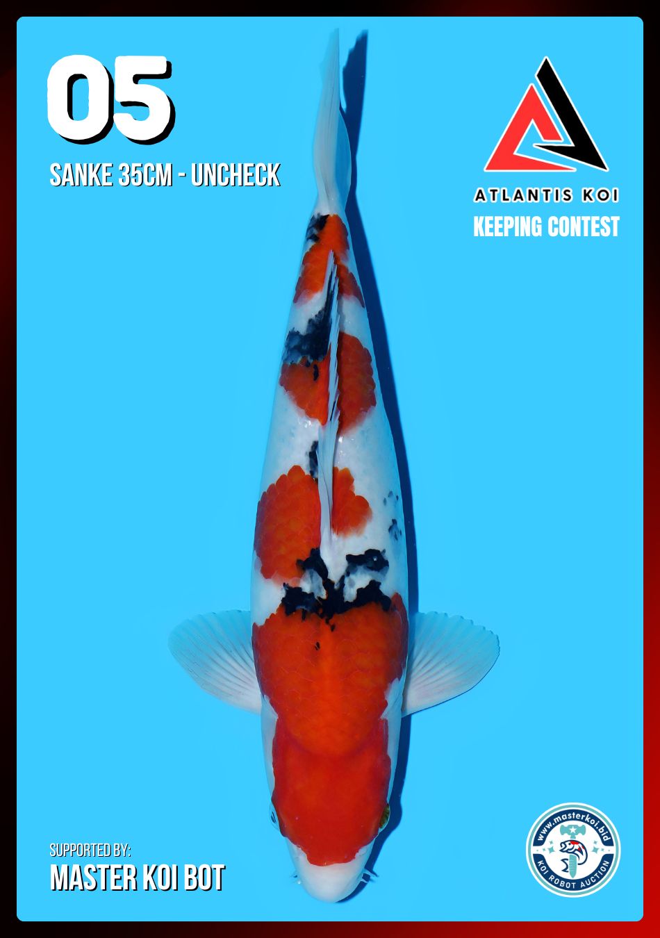 Lelang Koi Online, Jual Beli Ikan Koi, Pusat Jual Beli Koi, Info Lelang Koi Hari Ini, Platform Jual Beli Koi, Jual Beli Ikan Koi Online, Marketplace Ikan Koi, Jual Koi Terbaik, Tempat Beli Koi Berkualitas, Pasar Ikan Koi Online Terpercaya, Penjual Ikan Koi Terpercaya, Beli Koi Hias Online, Ikan Koi untuk Dijual, Koi Kualitas Terbaik, Toko Online Ikan Koi, Koi Hias Untuk Dijual, Jual Beli Ikan Koi Lokal, Koi Indonesia Online, Pusat Jual Beli Koi Terbesar