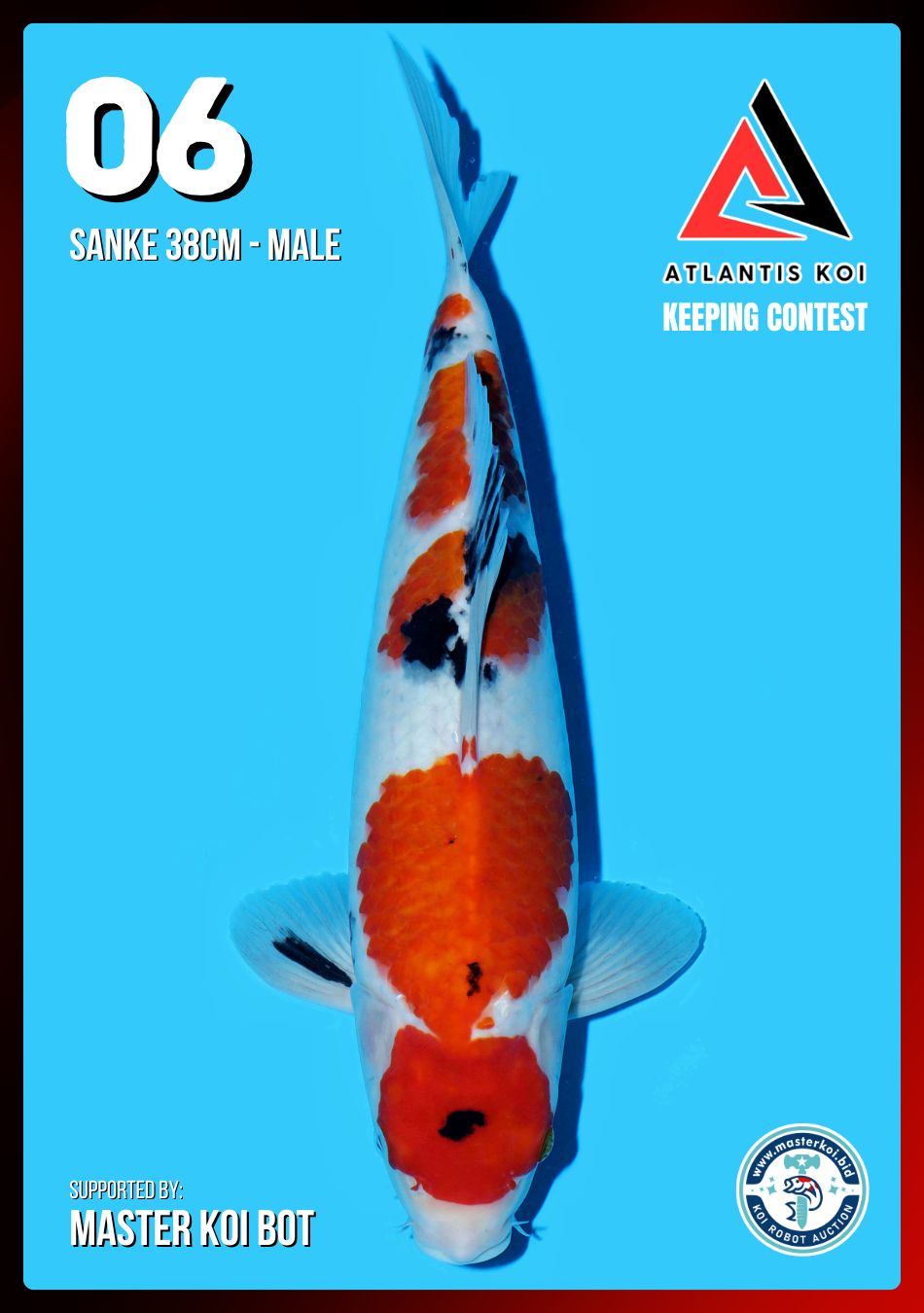 Lelang Koi Online, Jual Beli Ikan Koi, Pusat Jual Beli Koi, Info Lelang Koi Hari Ini, Platform Jual Beli Koi, Jual Beli Ikan Koi Online, Marketplace Ikan Koi, Jual Koi Terbaik, Tempat Beli Koi Berkualitas, Pasar Ikan Koi Online Terpercaya, Penjual Ikan Koi Terpercaya, Beli Koi Hias Online, Ikan Koi untuk Dijual, Koi Kualitas Terbaik, Toko Online Ikan Koi, Koi Hias Untuk Dijual, Jual Beli Ikan Koi Lokal, Koi Indonesia Online, Pusat Jual Beli Koi Terbesar