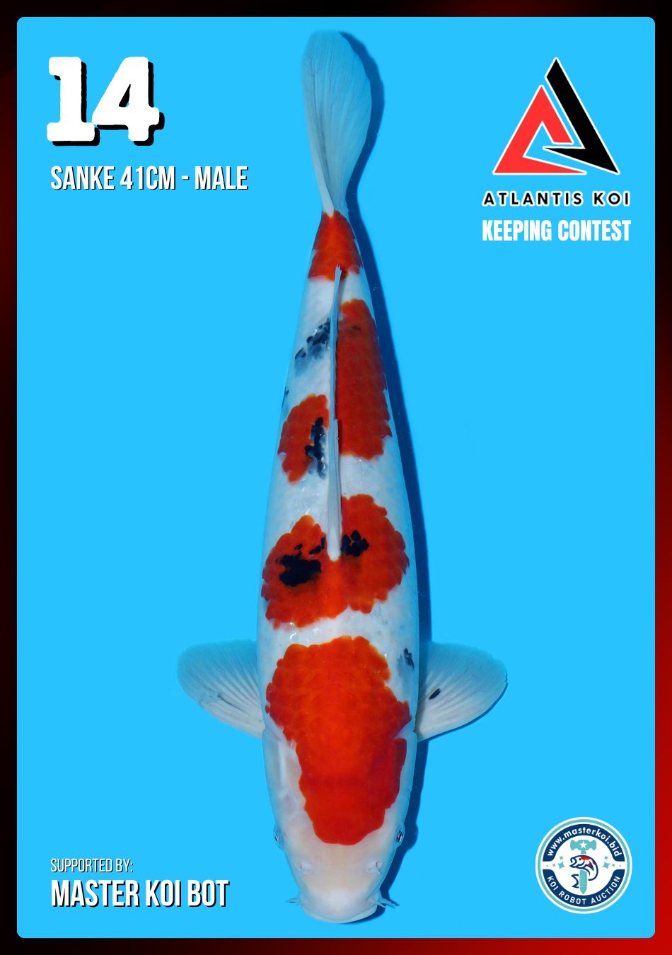 Lelang Koi Online, Jual Beli Ikan Koi, Pusat Jual Beli Koi, Info Lelang Koi Hari Ini, Platform Jual Beli Koi, Jual Beli Ikan Koi Online, Marketplace Ikan Koi, Jual Koi Terbaik, Tempat Beli Koi Berkualitas, Pasar Ikan Koi Online Terpercaya, Penjual Ikan Koi Terpercaya, Beli Koi Hias Online, Ikan Koi untuk Dijual, Koi Kualitas Terbaik, Toko Online Ikan Koi, Koi Hias Untuk Dijual, Jual Beli Ikan Koi Lokal, Koi Indonesia Online, Pusat Jual Beli Koi Terbesar