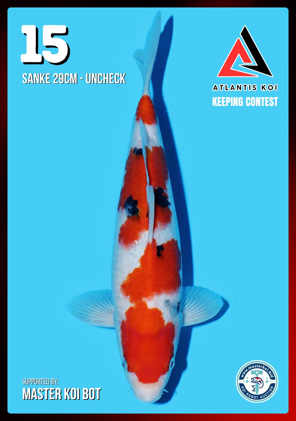 Lelang Koi Online, Jual Beli Ikan Koi, Pusat Jual Beli Koi, Info Lelang Koi Hari Ini, Platform Jual Beli Koi, Jual Beli Ikan Koi Online, Marketplace Ikan Koi, Jual Koi Terbaik, Tempat Beli Koi Berkualitas, Pasar Ikan Koi Online Terpercaya, Penjual Ikan Koi Terpercaya, Beli Koi Hias Online, Ikan Koi untuk Dijual, Koi Kualitas Terbaik, Toko Online Ikan Koi, Koi Hias Untuk Dijual, Jual Beli Ikan Koi Lokal, Koi Indonesia Online, Pusat Jual Beli Koi Terbesar