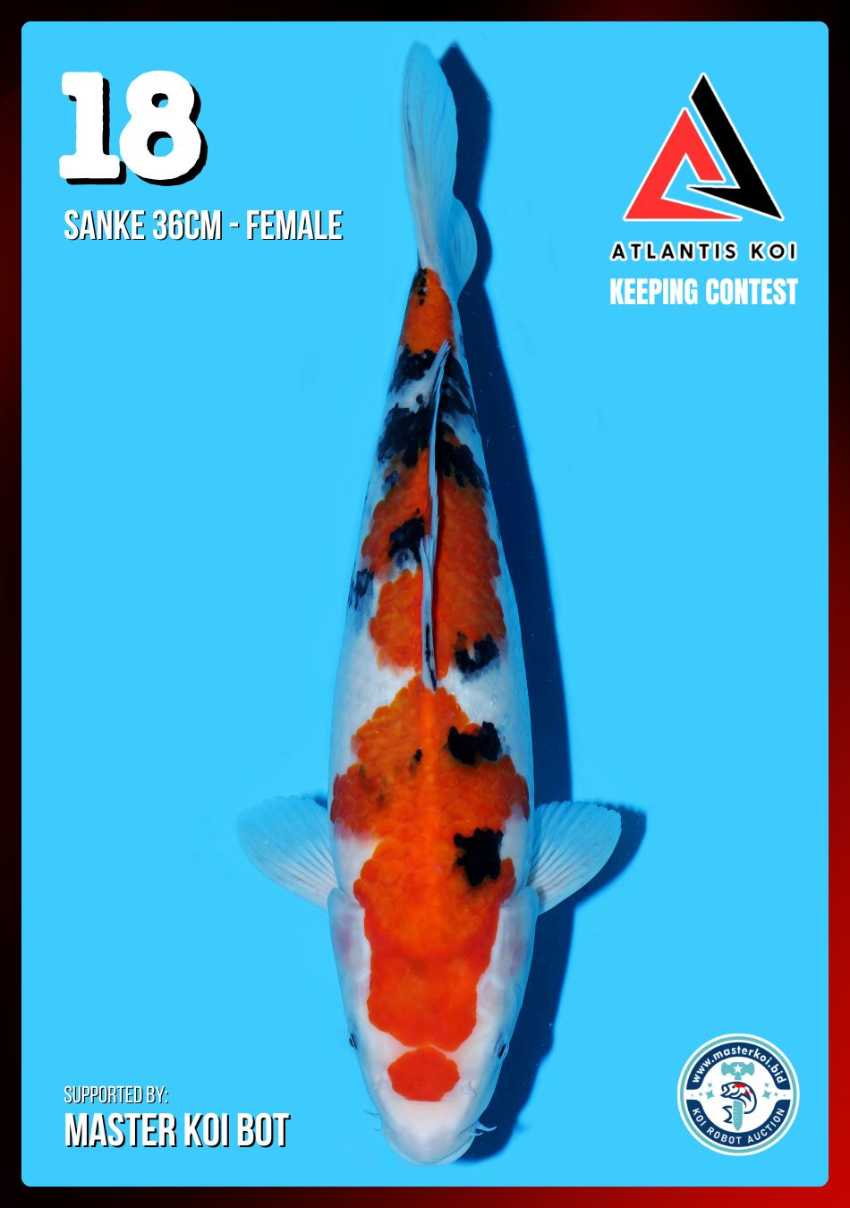 Lelang Koi Online, Jual Beli Ikan Koi, Pusat Jual Beli Koi, Info Lelang Koi Hari Ini, Platform Jual Beli Koi, Jual Beli Ikan Koi Online, Marketplace Ikan Koi, Jual Koi Terbaik, Tempat Beli Koi Berkualitas, Pasar Ikan Koi Online Terpercaya, Penjual Ikan Koi Terpercaya, Beli Koi Hias Online, Ikan Koi untuk Dijual, Koi Kualitas Terbaik, Toko Online Ikan Koi, Koi Hias Untuk Dijual, Jual Beli Ikan Koi Lokal, Koi Indonesia Online, Pusat Jual Beli Koi Terbesar