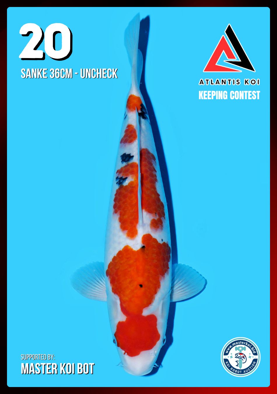 Lelang Koi Online, Jual Beli Ikan Koi, Pusat Jual Beli Koi, Info Lelang Koi Hari Ini, Platform Jual Beli Koi, Jual Beli Ikan Koi Online, Marketplace Ikan Koi, Jual Koi Terbaik, Tempat Beli Koi Berkualitas, Pasar Ikan Koi Online Terpercaya, Penjual Ikan Koi Terpercaya, Beli Koi Hias Online, Ikan Koi untuk Dijual, Koi Kualitas Terbaik, Toko Online Ikan Koi, Koi Hias Untuk Dijual, Jual Beli Ikan Koi Lokal, Koi Indonesia Online, Pusat Jual Beli Koi Terbesar