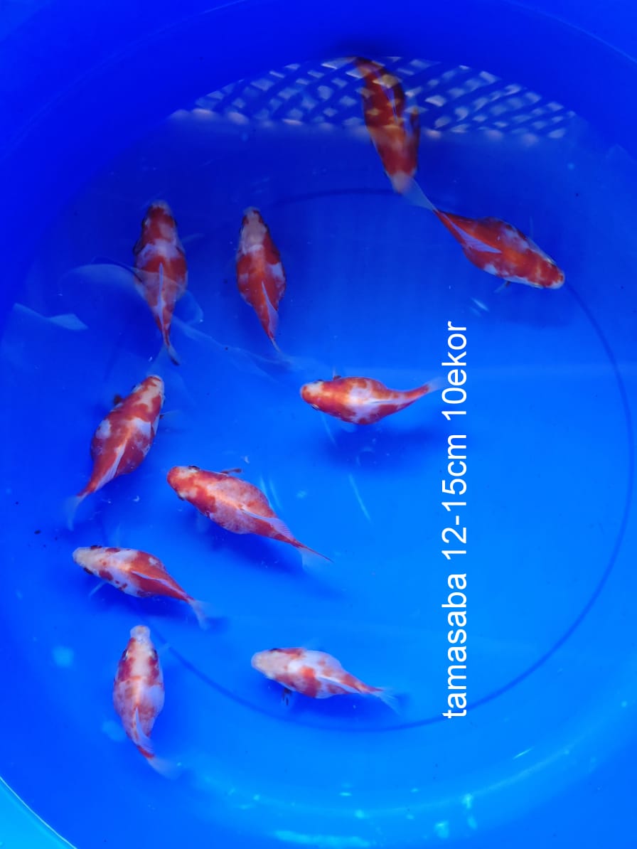 TAMASABA 10 EKOR 12 SAMPAI 15cm