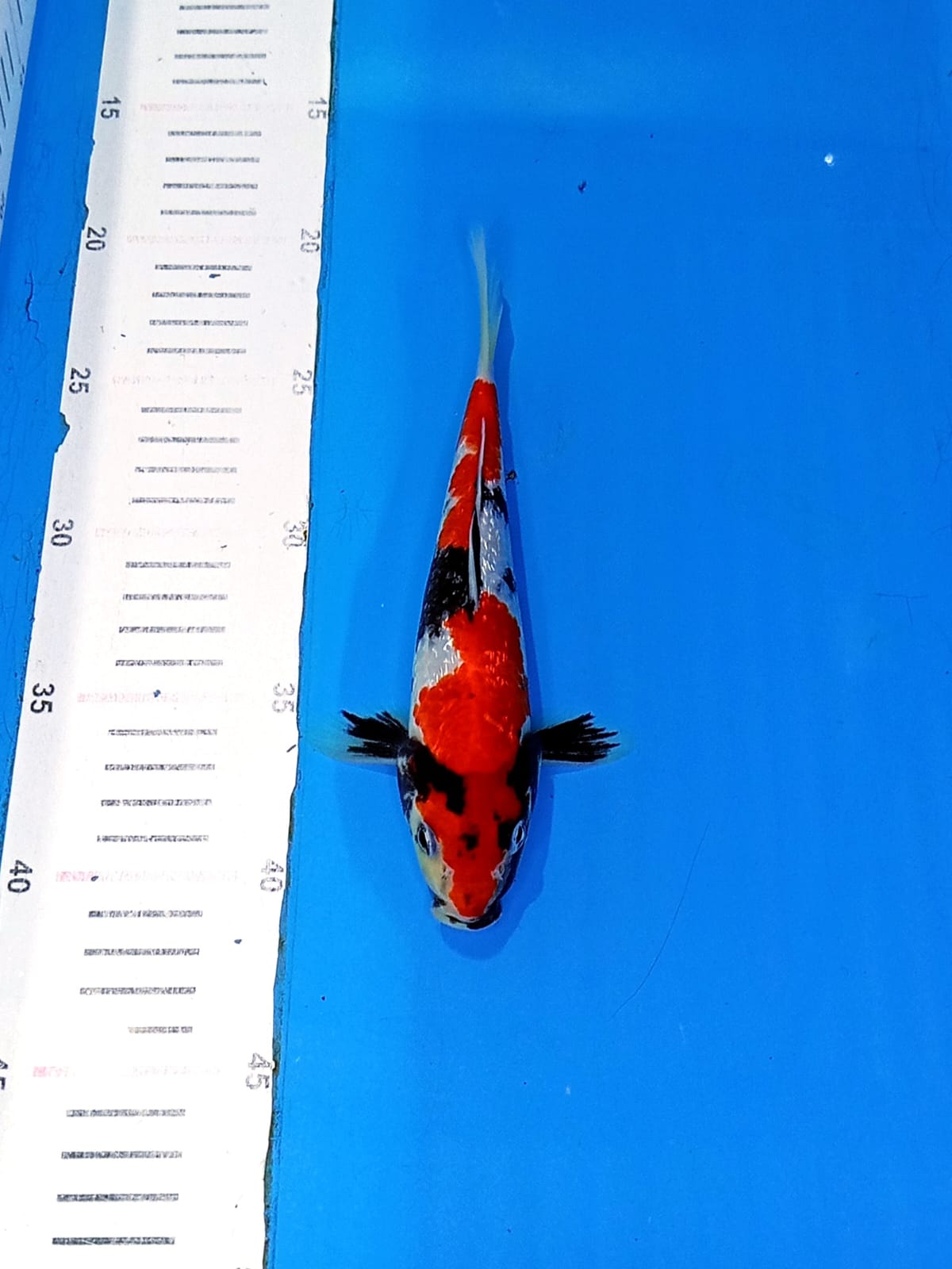 SHOWA GINRIN 21cm