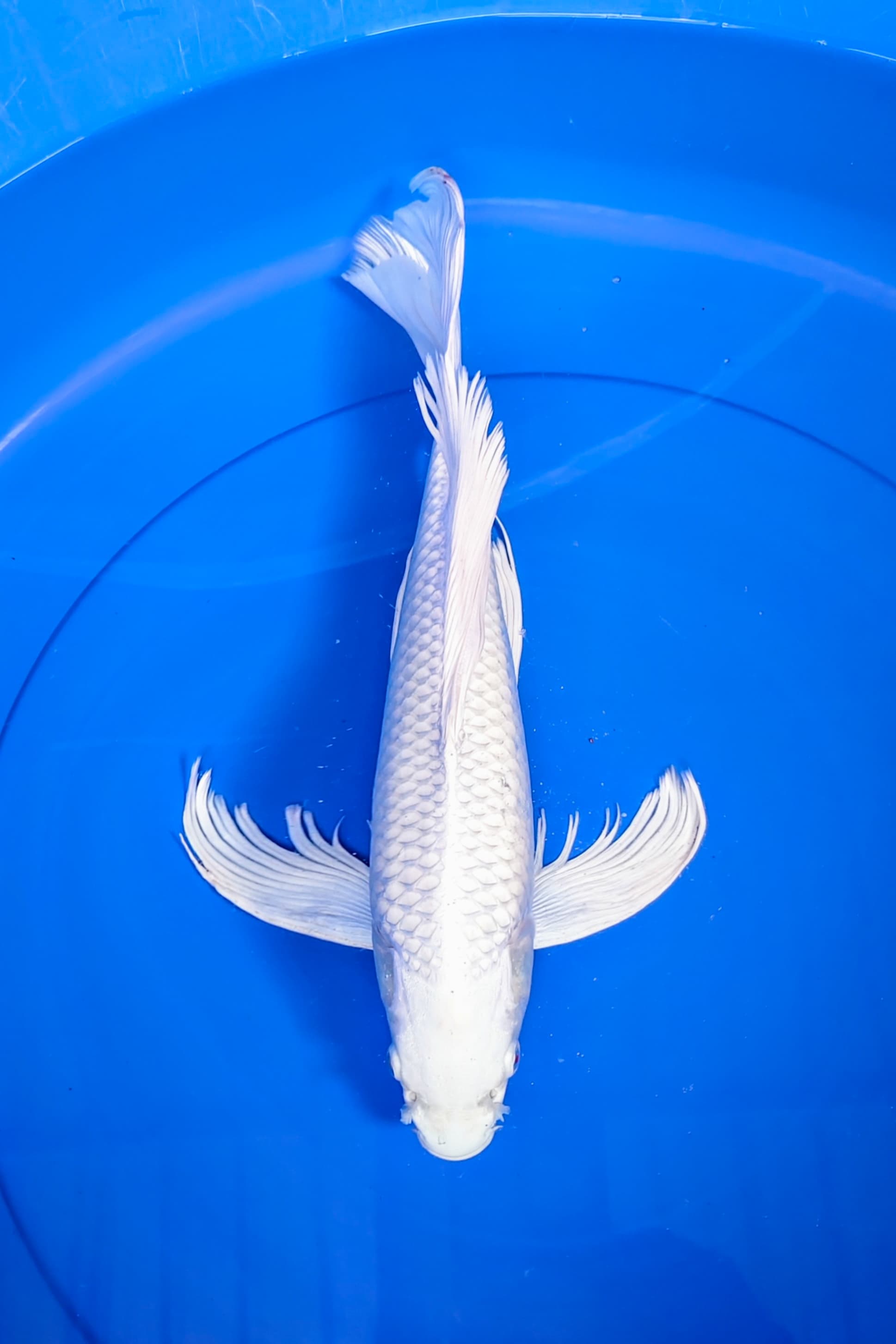 PLATINUM KUMPAY 35cm