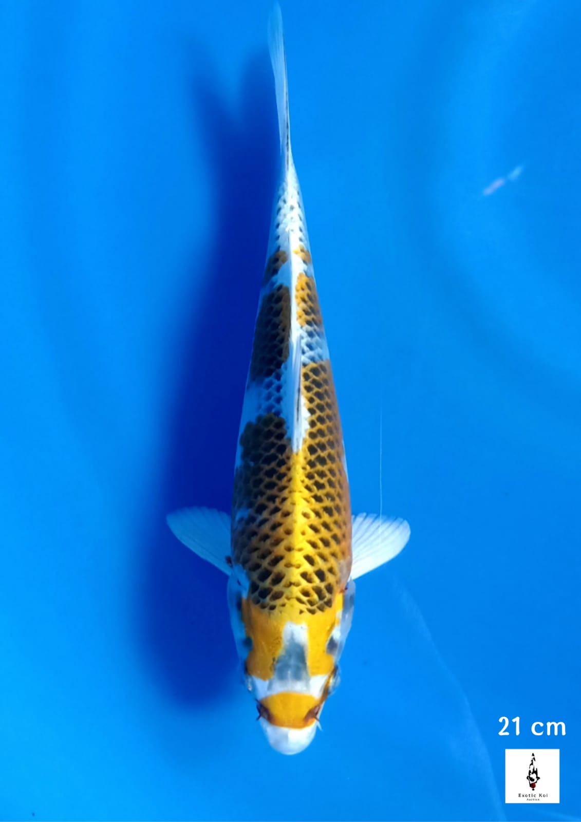 KUJAKU 21cm