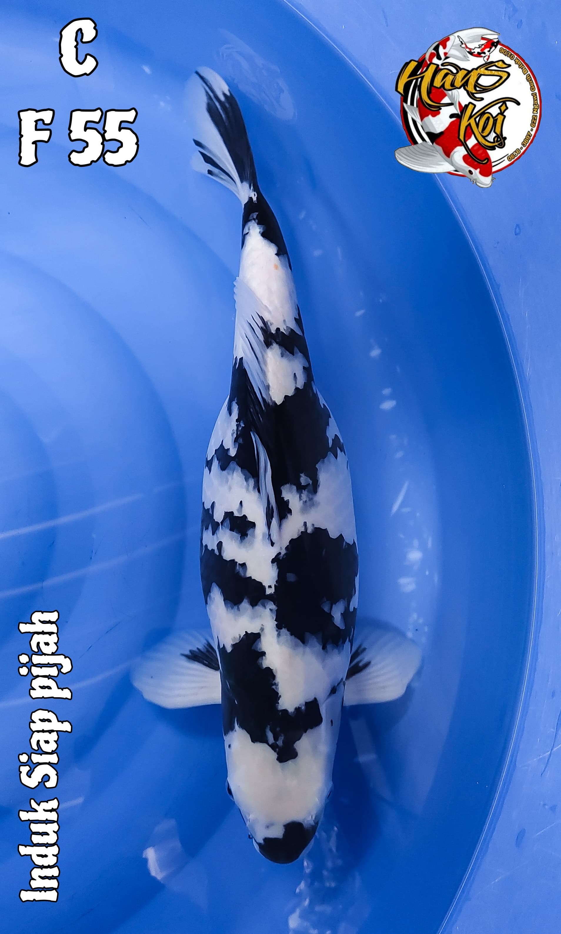 Lelang Koi Online, Jual Beli Ikan Koi, Pusat Jual Beli Koi, Info Lelang Koi Hari Ini, Platform Jual Beli Koi, Jual Beli Ikan Koi Online, Marketplace Ikan Koi, Jual Koi Terbaik, Tempat Beli Koi Berkualitas, Pasar Ikan Koi Online Terpercaya, Penjual Ikan Koi Terpercaya, Beli Koi Hias Online, Ikan Koi untuk Dijual, Koi Kualitas Terbaik, Toko Online Ikan Koi, Koi Hias Untuk Dijual, Jual Beli Ikan Koi Lokal, Koi Indonesia Online, Pusat Jual Beli Koi Terbesar
