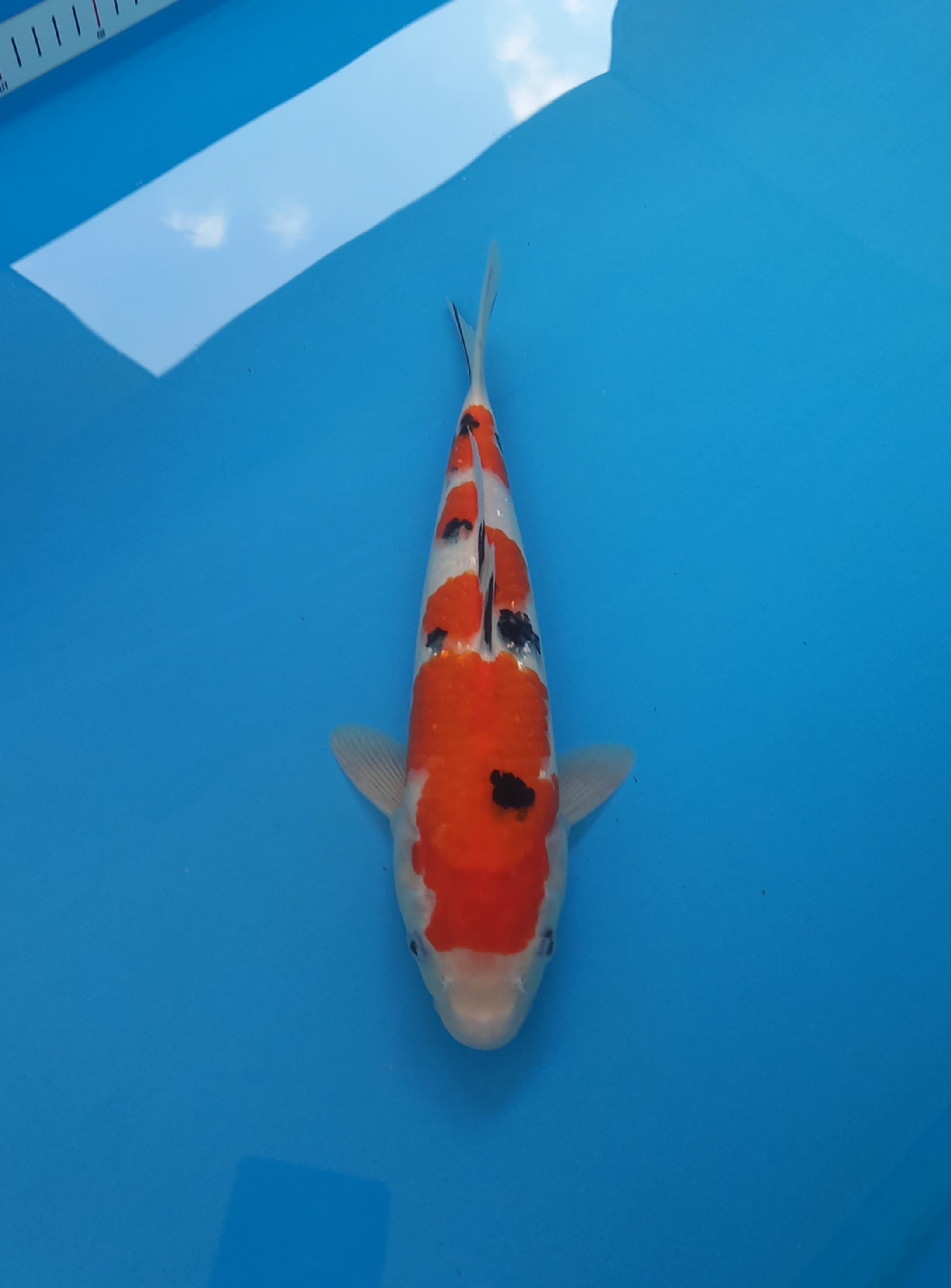 SANKE 34cm