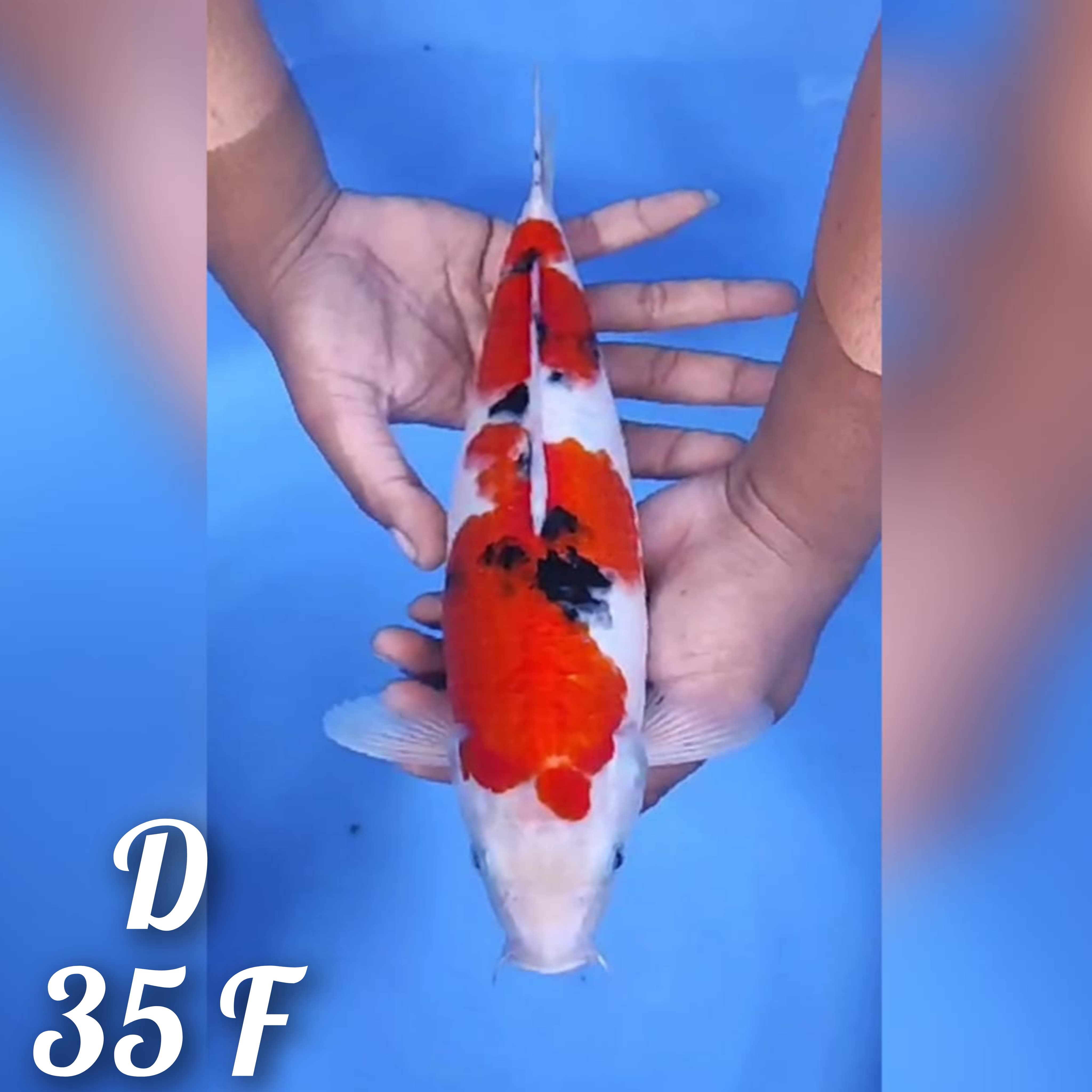 SANKE RED STRONG 35cm