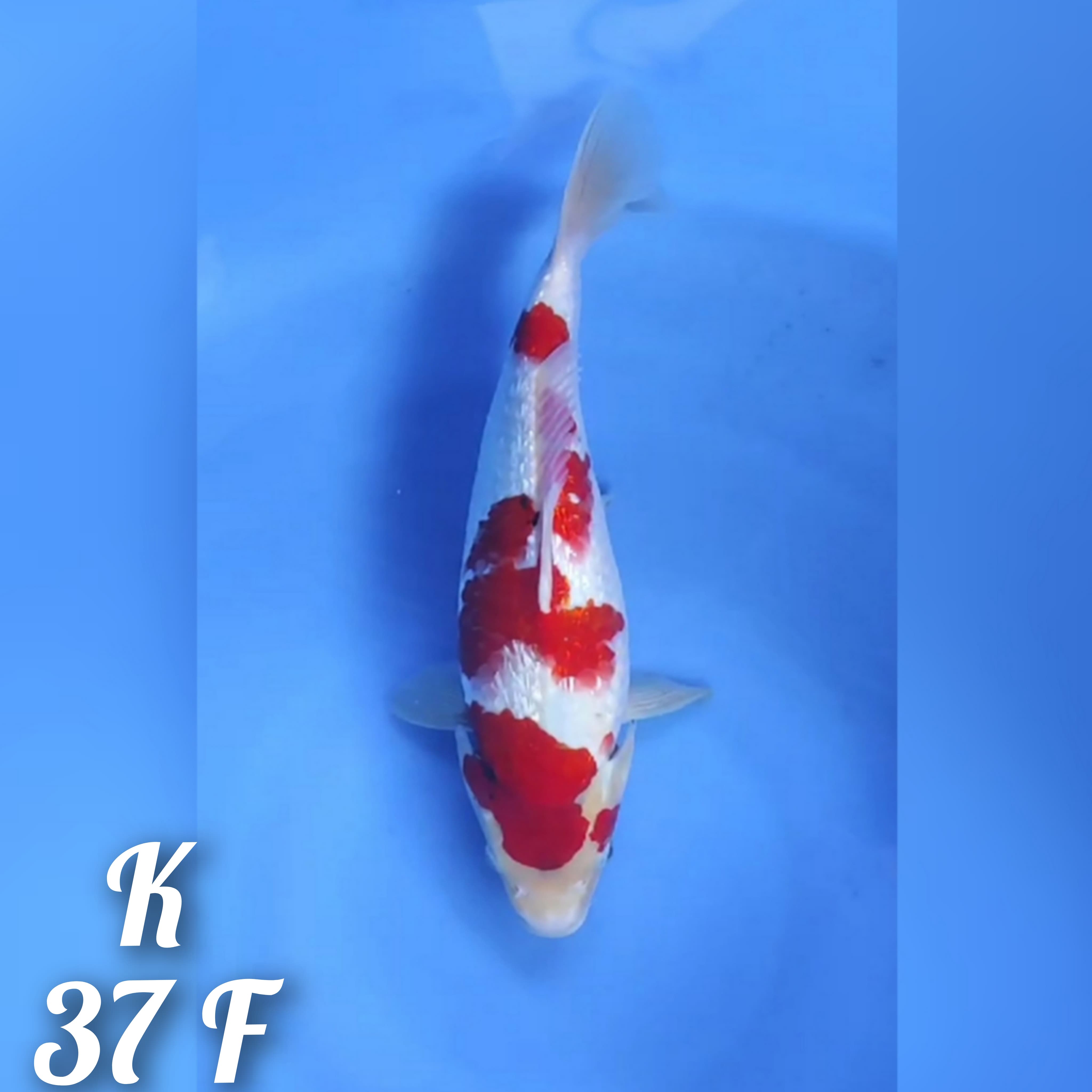TATEGOI SHOWA GINRIN 37cm