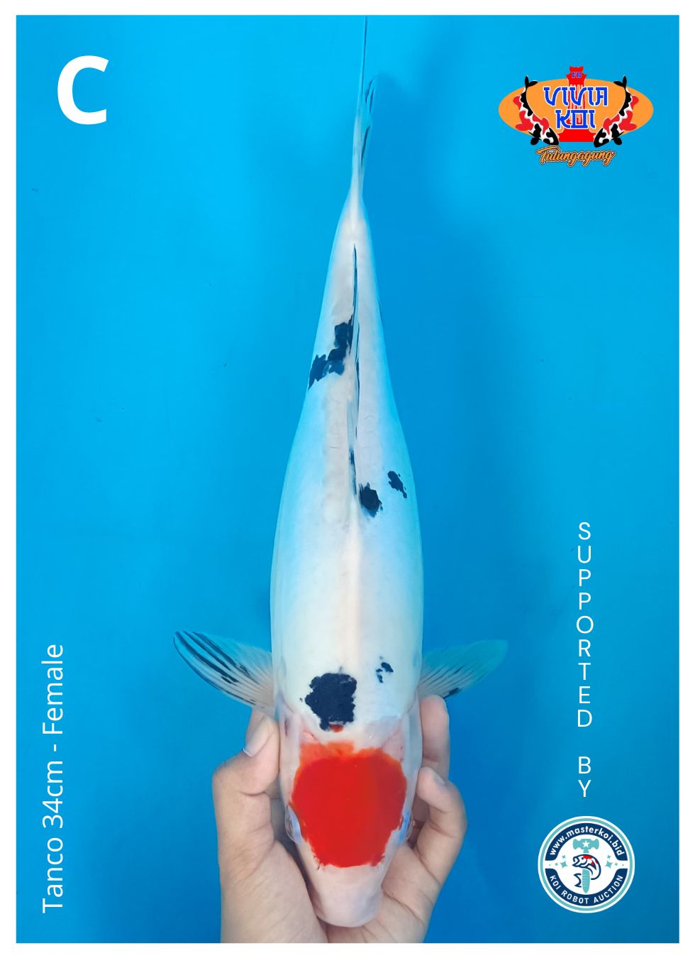 TANCO 34cm