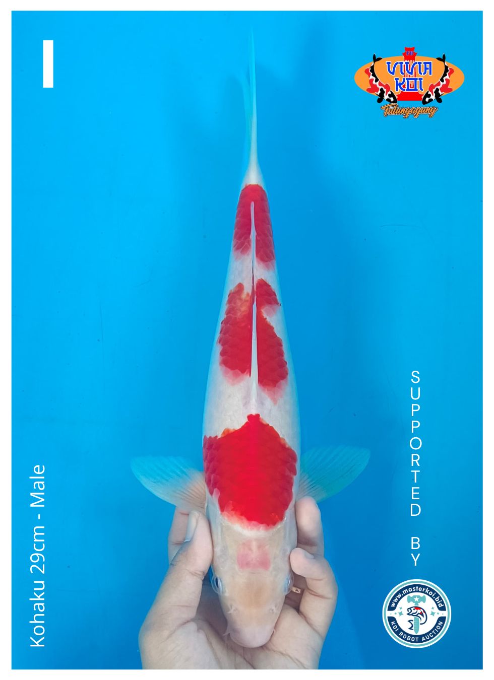 KOHAKU 29cm