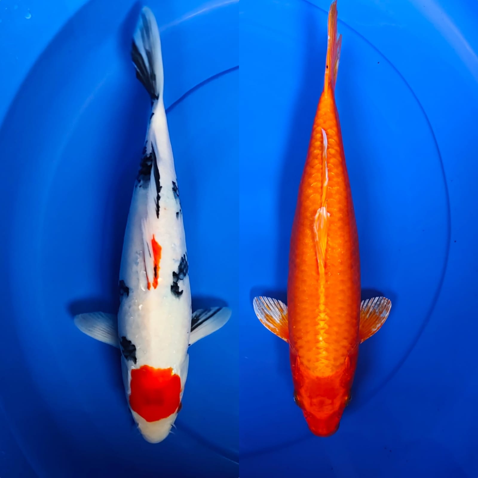 TANCO SHOWA 38cm ORENJI 32cm