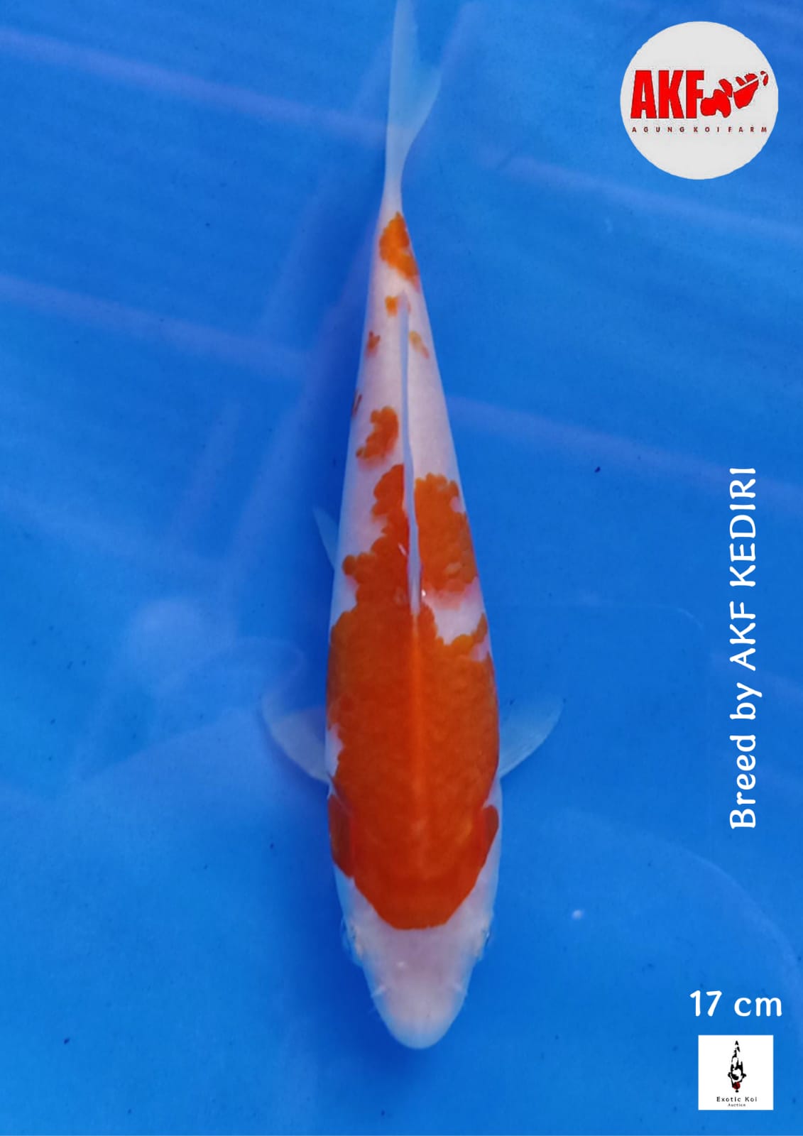KOHAKU AKF ORIGINAL BAKAT PUNUK 17cm