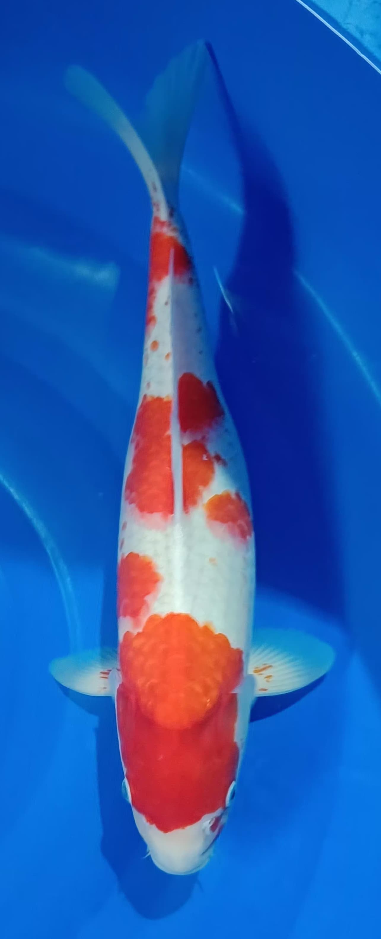 KOHAKU 47cm