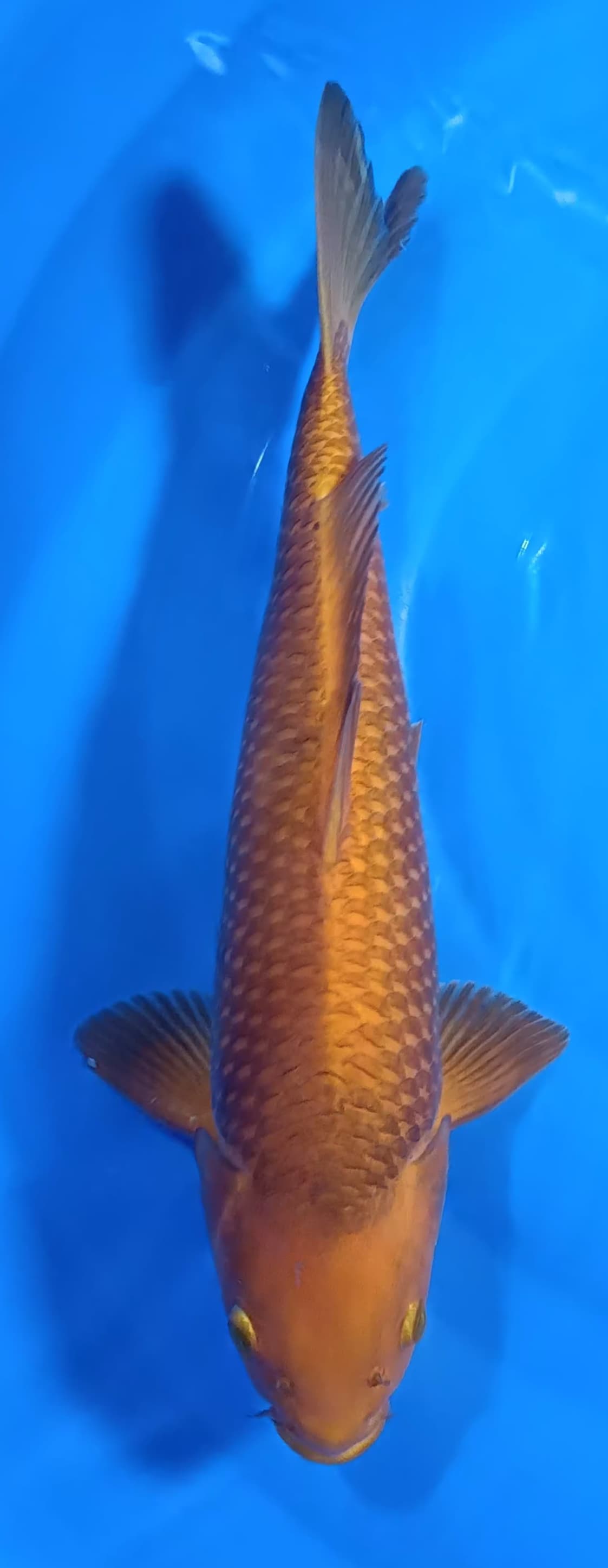 CARAMEL 42cm