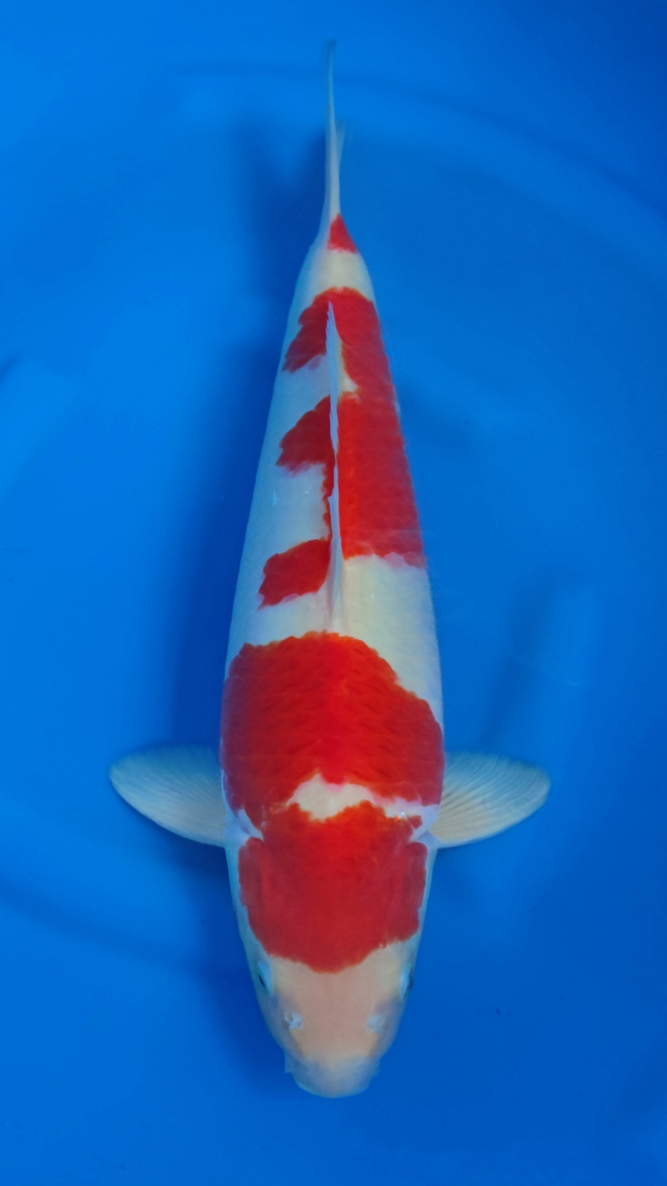 KOHAKU BLOODLINE AKF 53cm