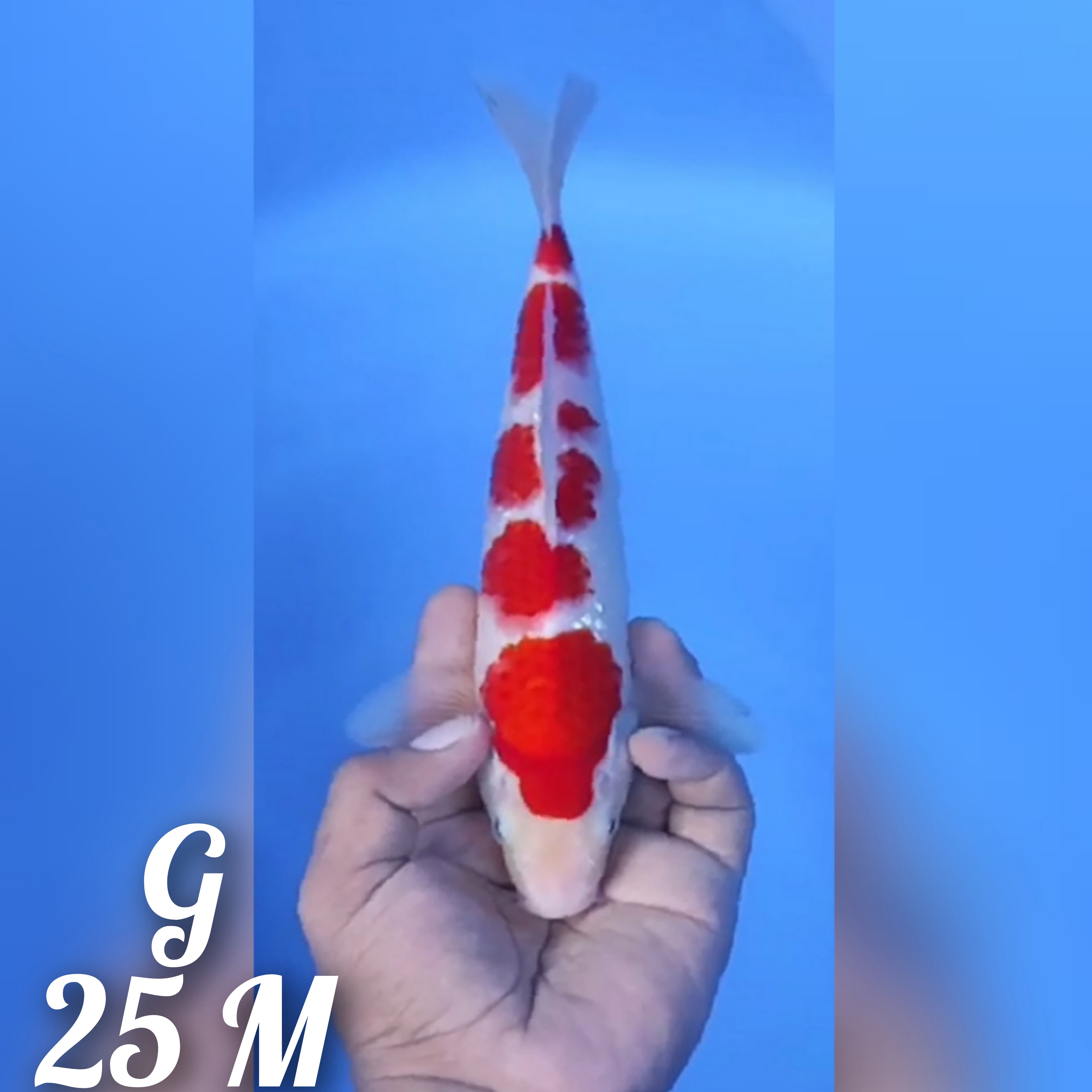 KOHAKU ORIGINAL STRONG HQ 25cm