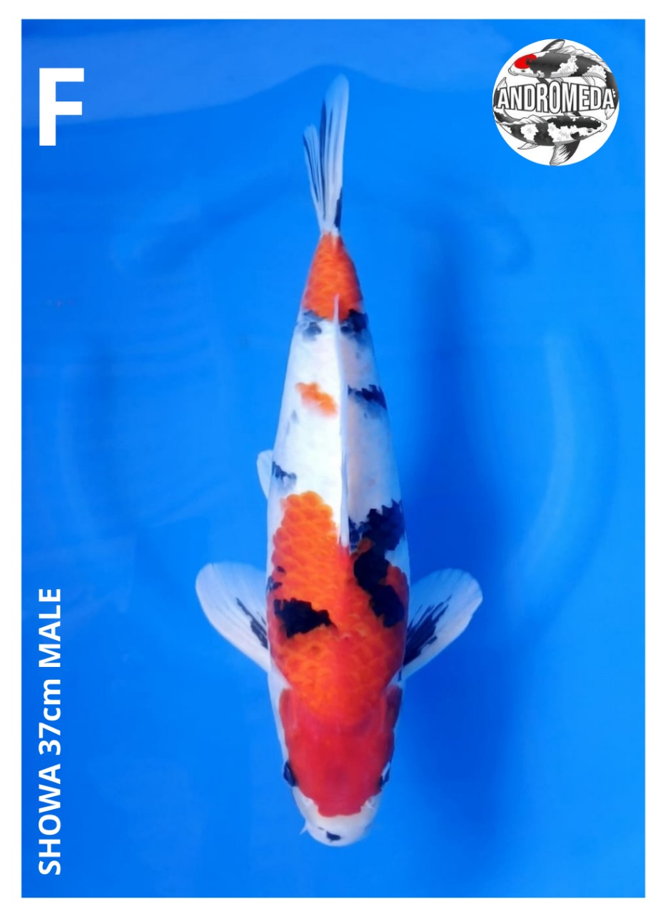 SHOWA 37cm