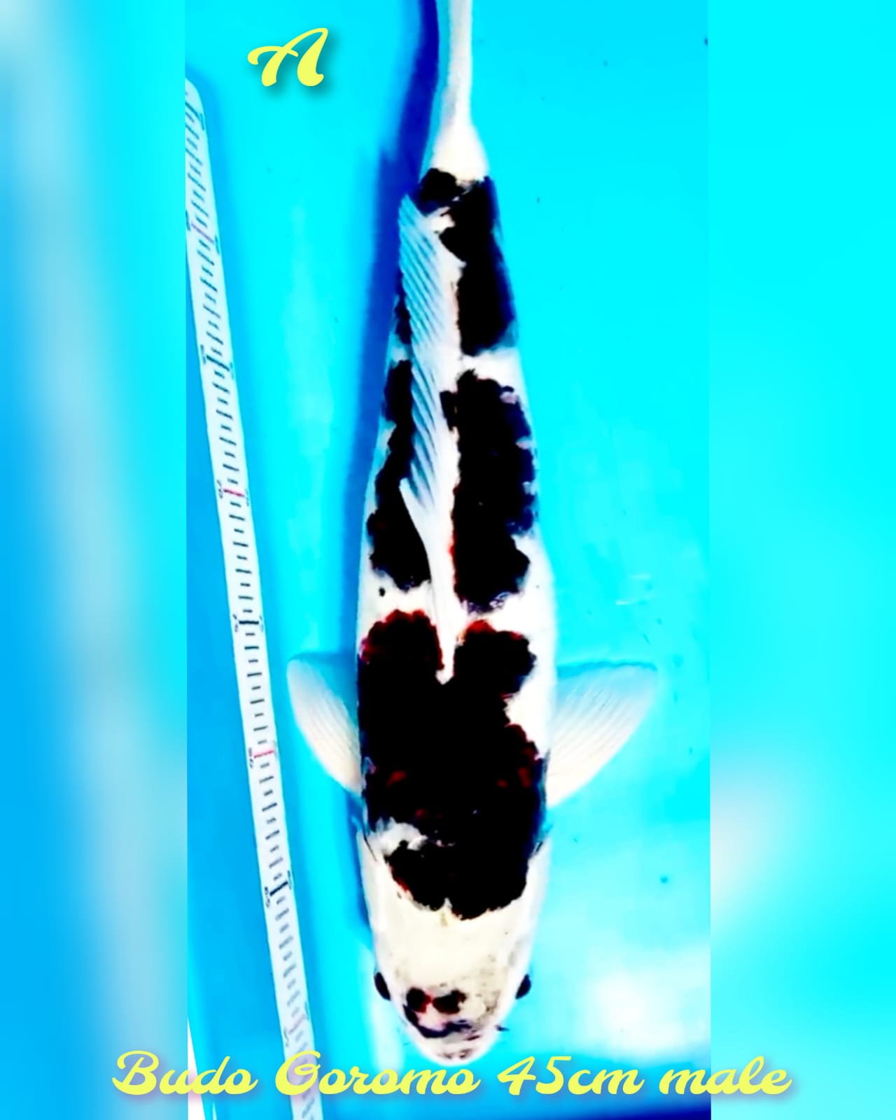 BUDO GOROMO HQ 3STEP 46cm
