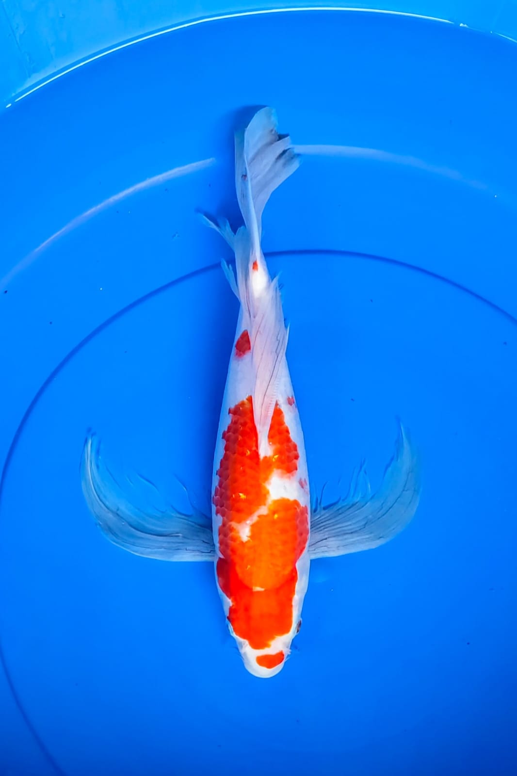 KUMPAY KOHAKU 35cm