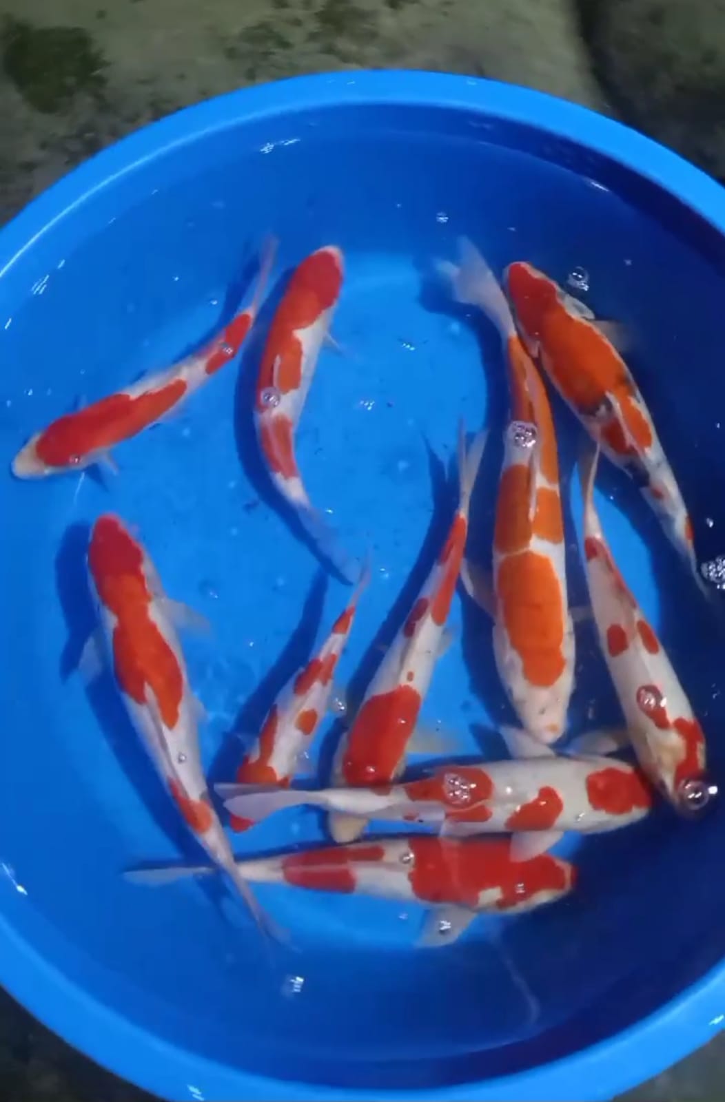 Lelang Koi Online, Jual Beli Ikan Koi, Pusat Jual Beli Koi, Info Lelang Koi Hari Ini, Platform Jual Beli Koi, Jual Beli Ikan Koi Online, Marketplace Ikan Koi, Jual Koi Terbaik, Tempat Beli Koi Berkualitas, Pasar Ikan Koi Online Terpercaya, Penjual Ikan Koi Terpercaya, Beli Koi Hias Online, Ikan Koi untuk Dijual, Koi Kualitas Terbaik, Toko Online Ikan Koi, Koi Hias Untuk Dijual, Jual Beli Ikan Koi Lokal, Koi Indonesia Online, Pusat Jual Beli Koi Terbesar