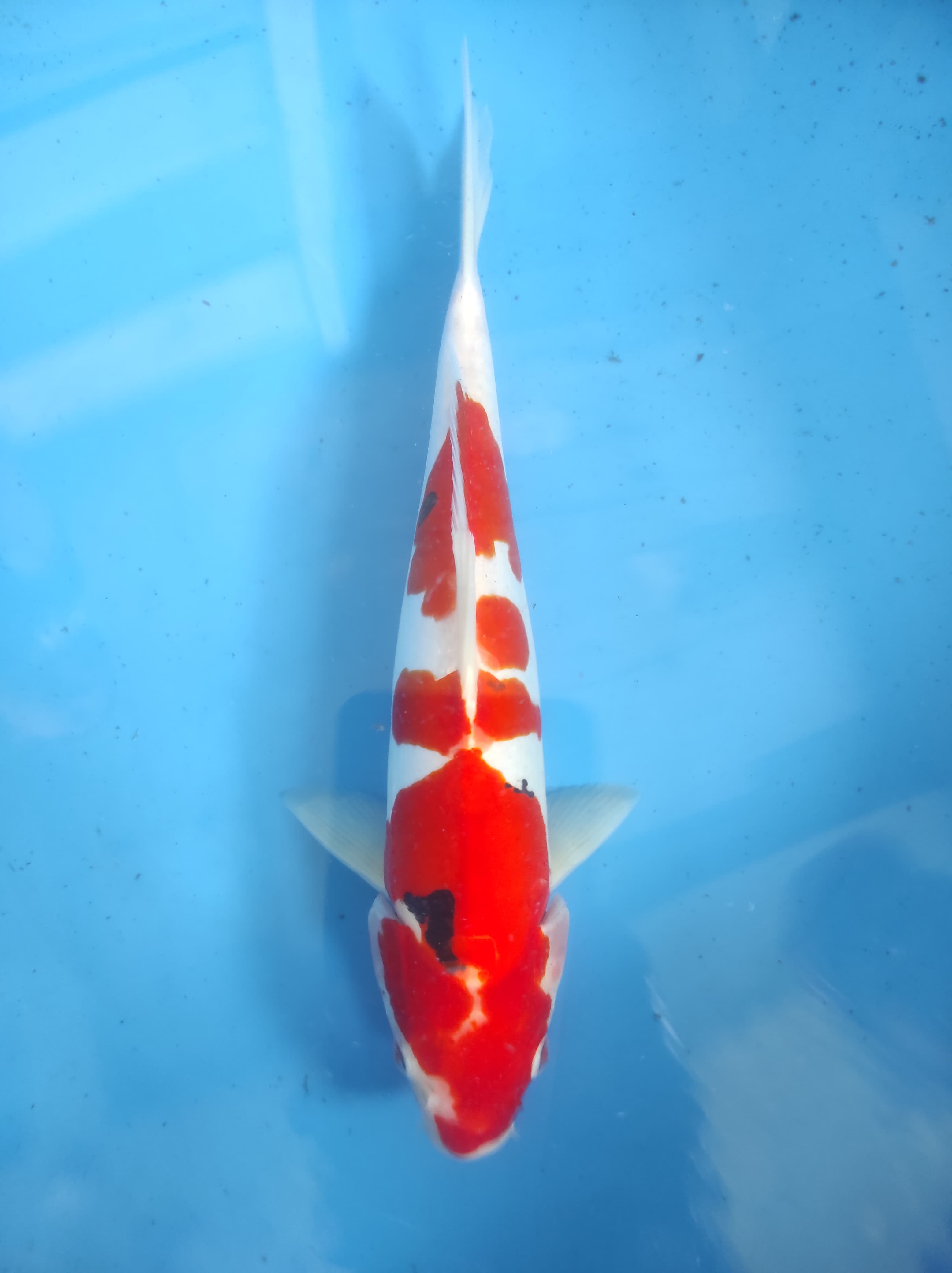 Lelang Koi Online, Jual Beli Ikan Koi, Pusat Jual Beli Koi, Info Lelang Koi Hari Ini, Platform Jual Beli Koi, Jual Beli Ikan Koi Online, Marketplace Ikan Koi, Jual Koi Terbaik, Tempat Beli Koi Berkualitas, Pasar Ikan Koi Online Terpercaya, Penjual Ikan Koi Terpercaya, Beli Koi Hias Online, Ikan Koi untuk Dijual, Koi Kualitas Terbaik, Toko Online Ikan Koi, Koi Hias Untuk Dijual, Jual Beli Ikan Koi Lokal, Koi Indonesia Online, Pusat Jual Beli Koi Terbesar