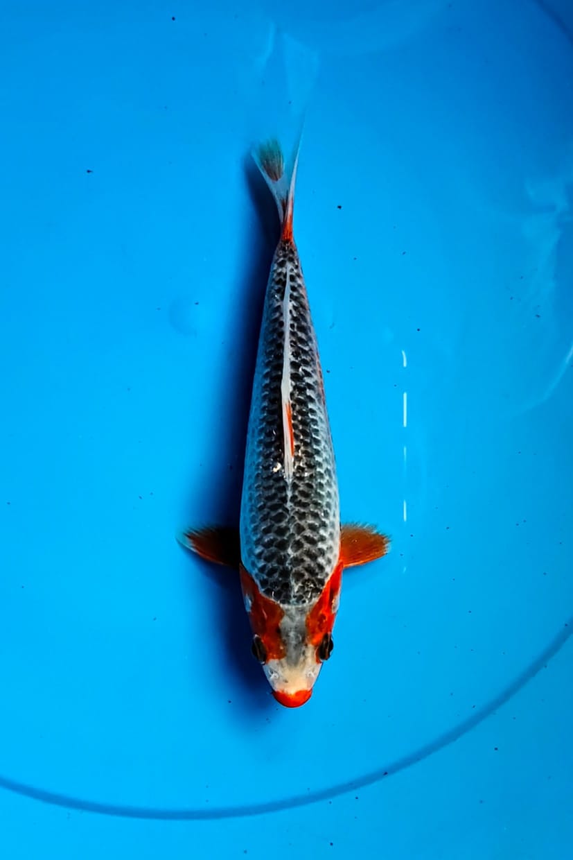 ASAGI 23cm