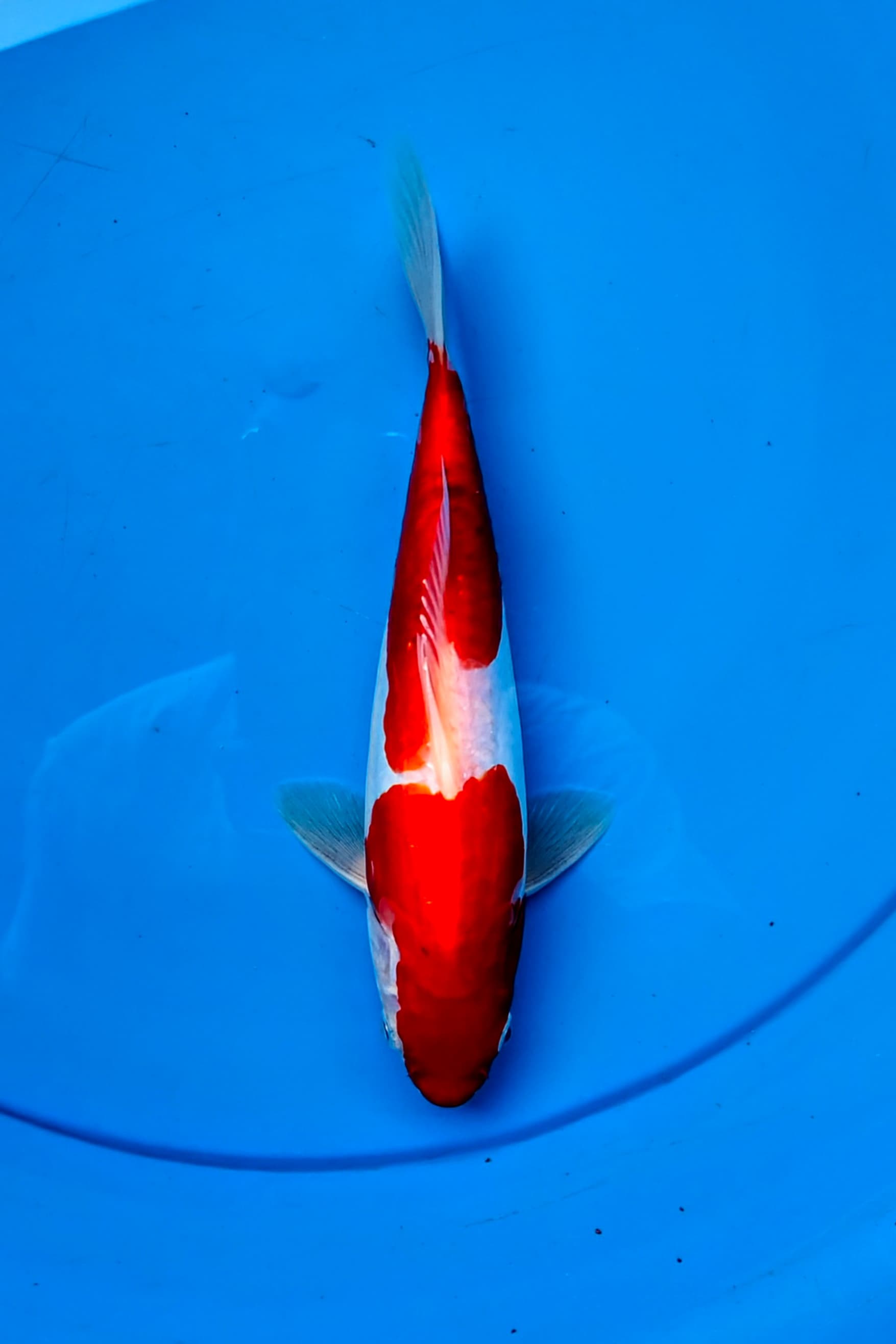 KUHAKU DOITSU 22cm